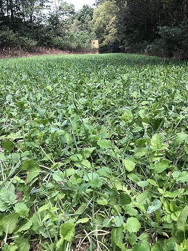 Miniatura 3 de Mezcla de parcelas de alimentos perennes de alfalfa + ciervo de trébol, 10 libras (1 acre) - Trébol ladino, trébol rojo, trébol carmesí, alfalfa,