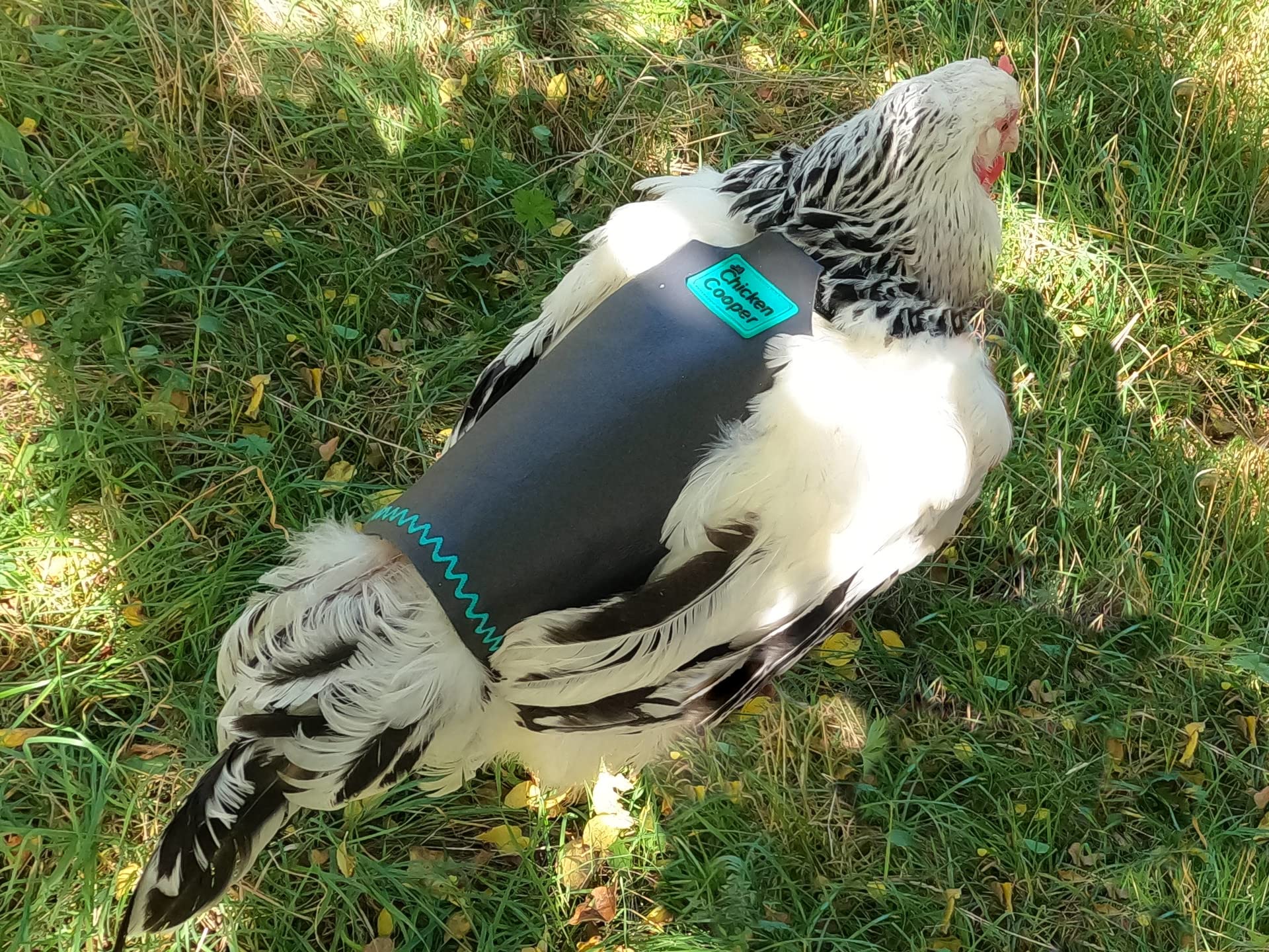 Sella per pollo, pettorale per pollo, protettore a molla, protezione per schiena polli, vero cuoio fatto a mano (1, grigio-marrone con cucitura a onde, XL)