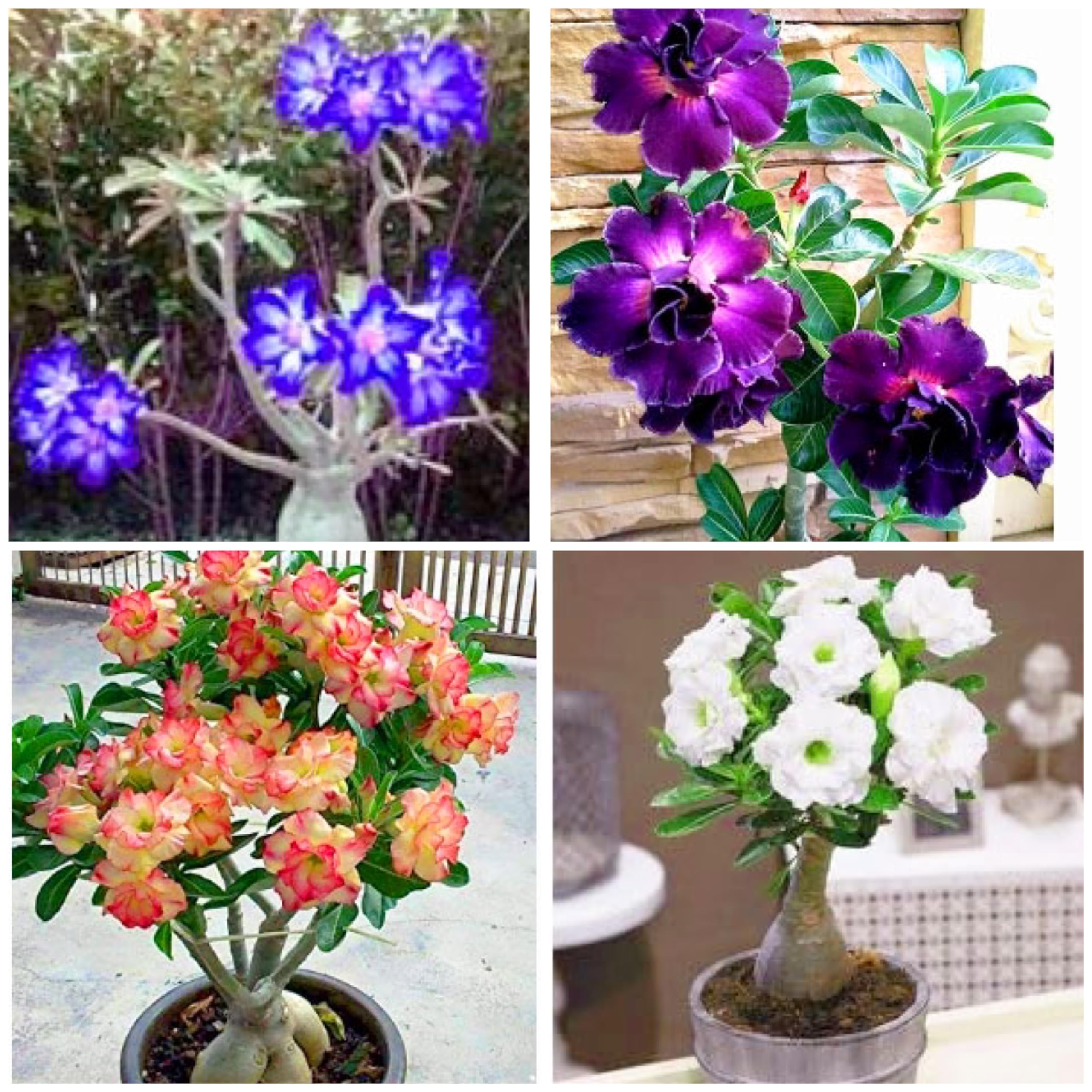 Adenium Live Plant Pack Of Four (4 Rosey Plant For Gardening) All Are Geniune Color