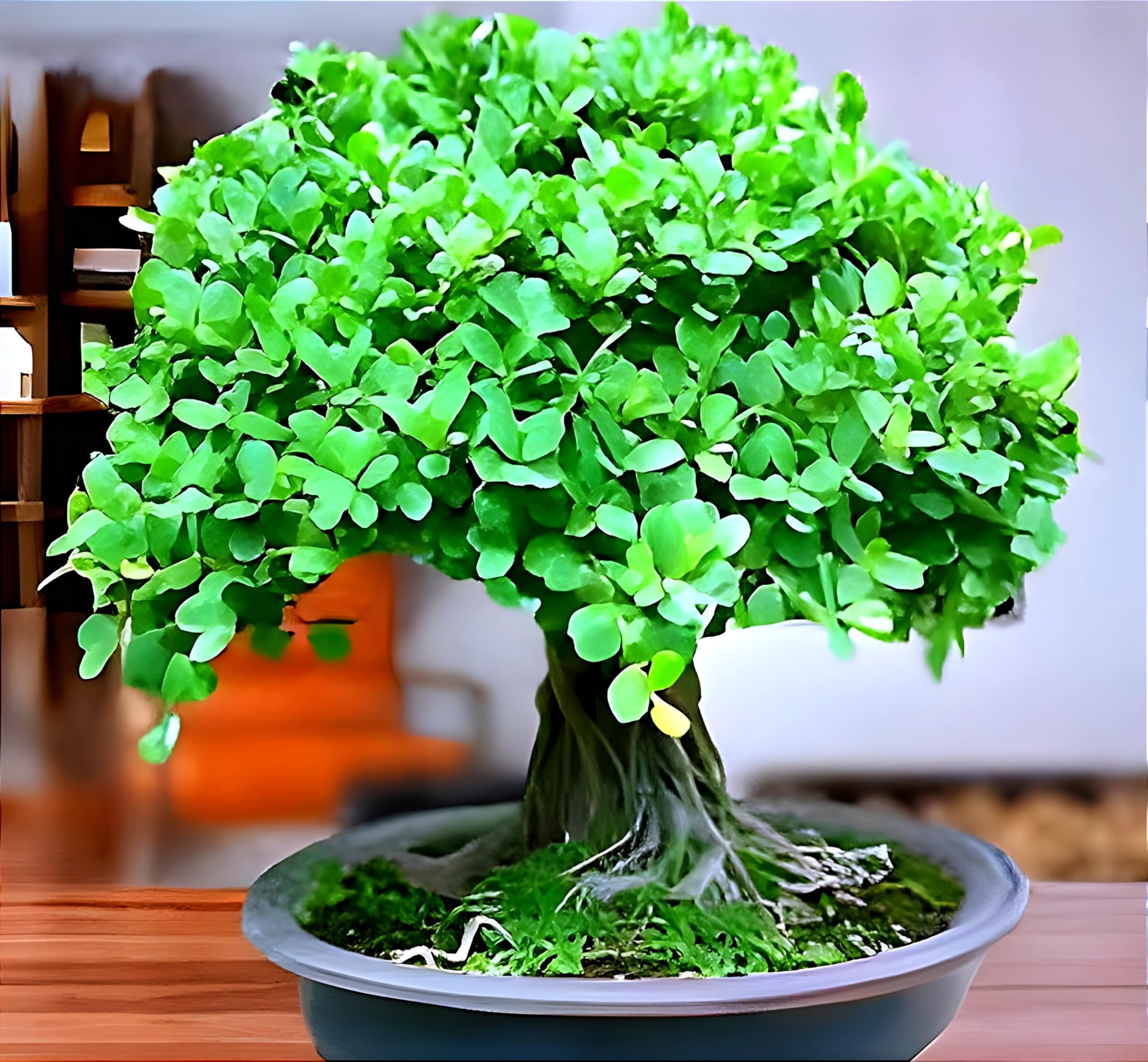 REMASLARIC-Home Garden Outdoor & Indoor plant Small Leaves Beautiful Healthy Live Plant Chines Bot/Banyan Tree || For office Decoration/Home Decoration with a poly bag (B0DC6STLJC) Amazon Price History, Amazon Price Tracker