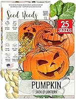 Vista 10 de Seed Needs Semillas de calabaza para plantar calabazas Jarrahdale azules, reliquia sin OMG y semilla de Cucurbita Maxima sin tratar para plantar un