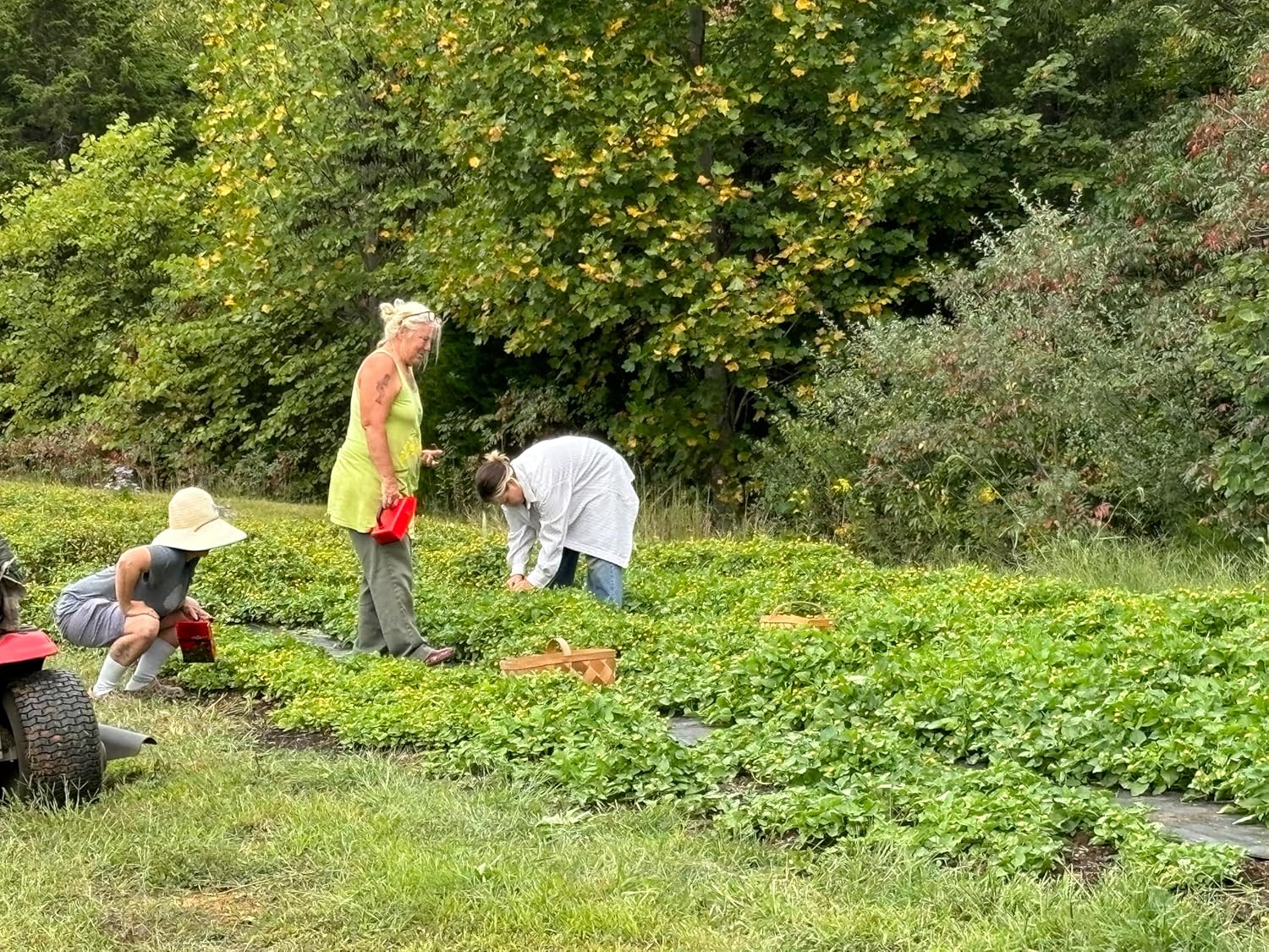 Buzz Button Edible Flowers aka Spilanthes aka Toothache Plant Narurally Cured for Maximum Spilanthol (1/2 Ounce)