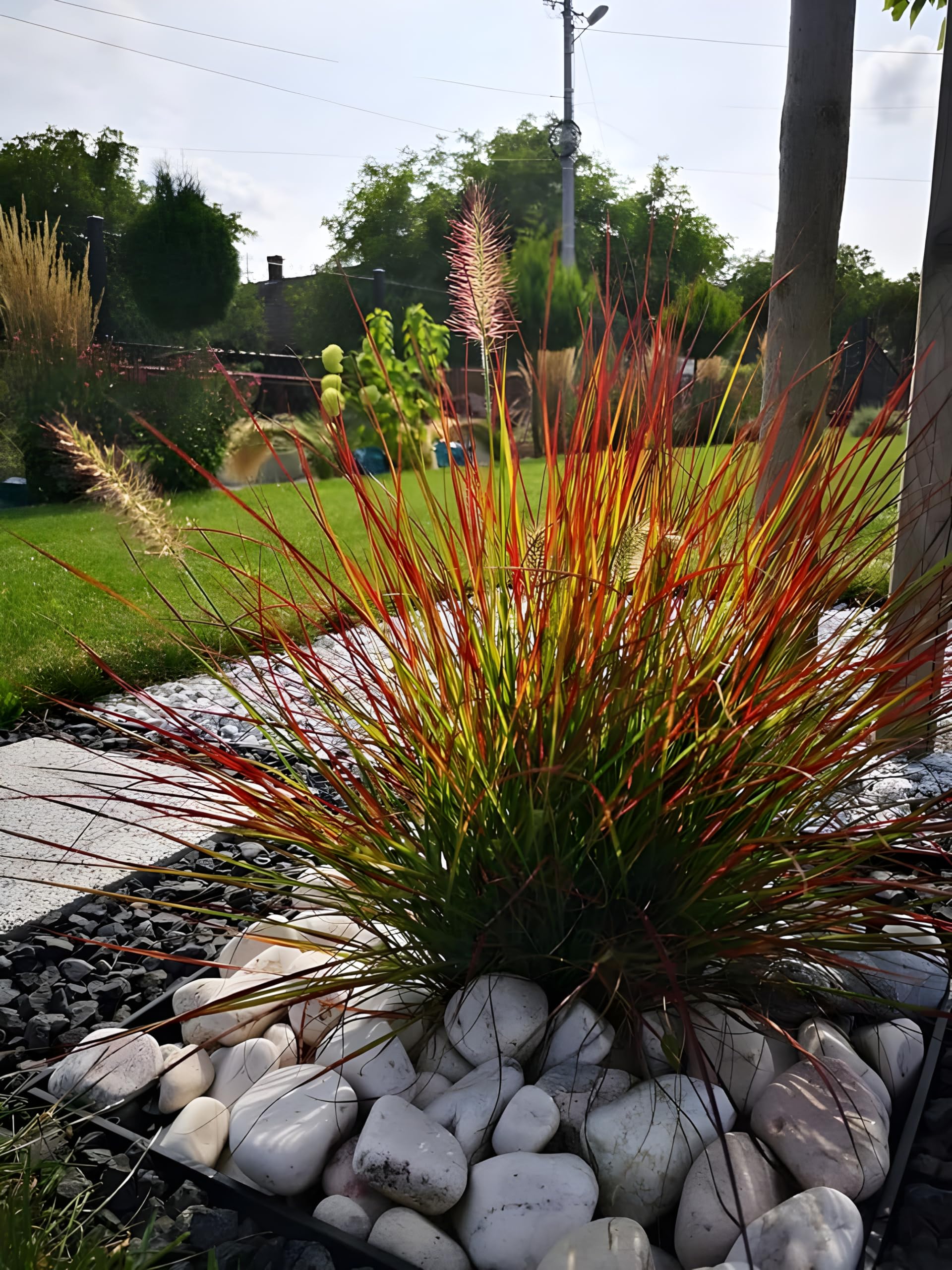 Ornamental Grasses Rocks Best Ornamental Grasses For Zone 5: A