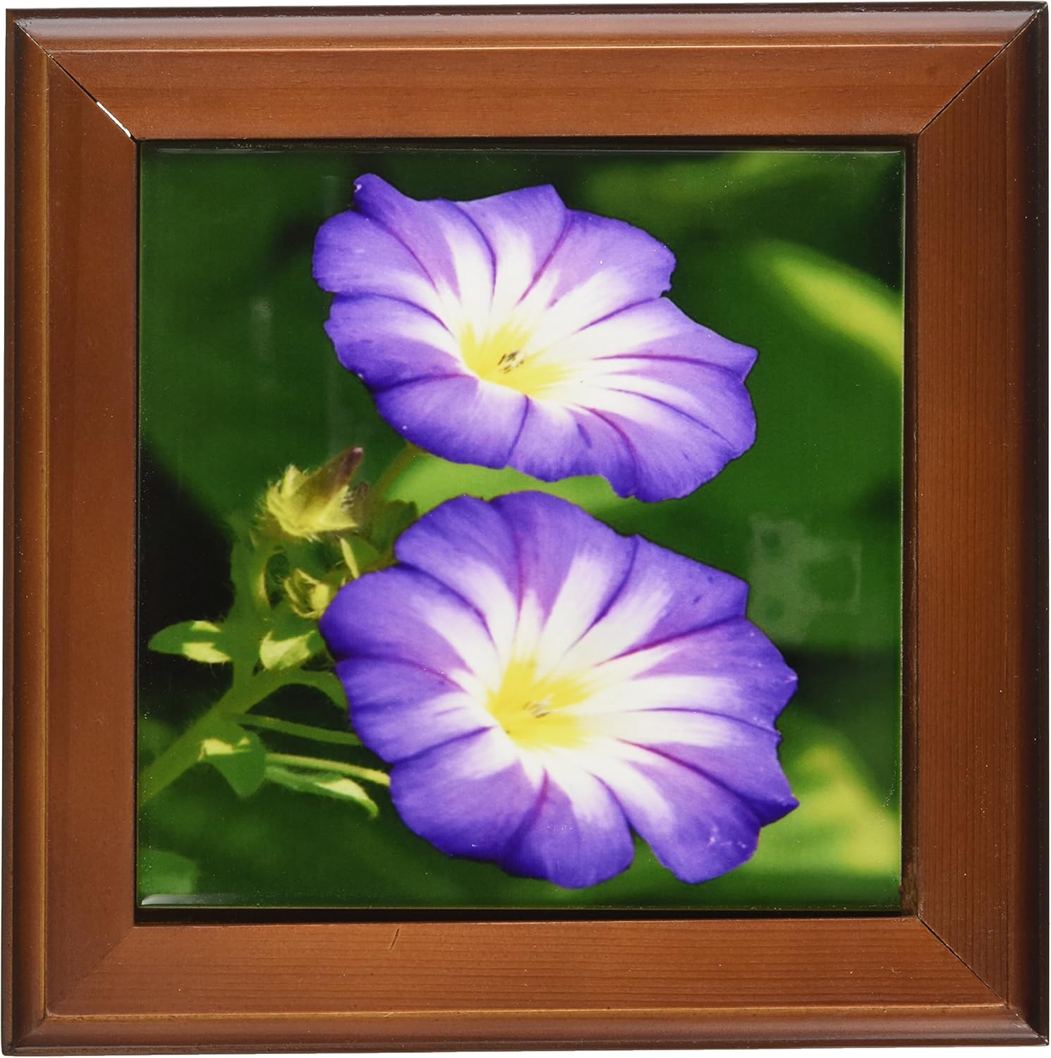 3dRose ft_125042_1 Two Pretty Periwinkle Blue, White and Yellow Morning Glory Flowers Framed Tile, 8 by 8"
