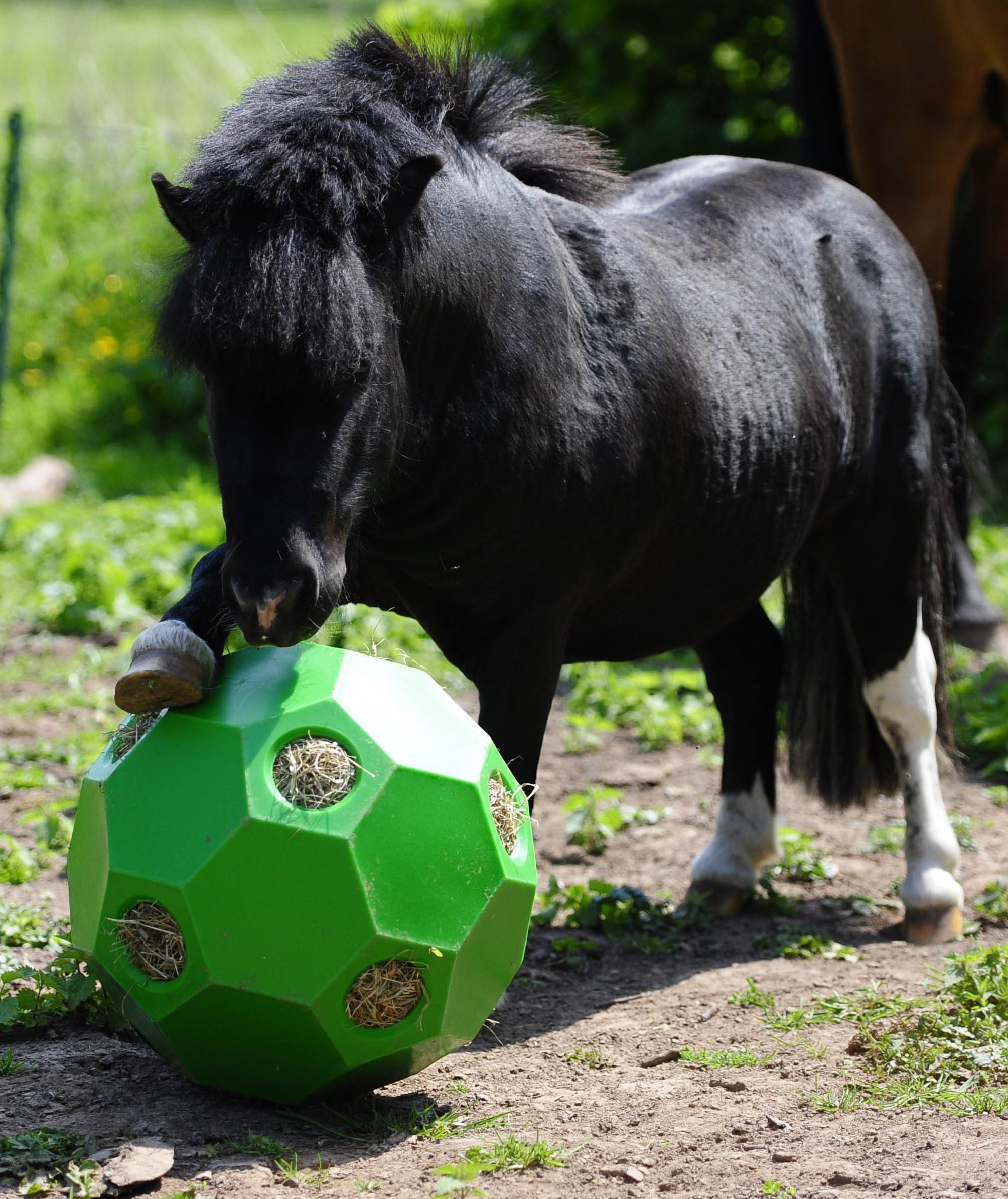 "Happy Hay Play" gr. Löcher, 70 mm
