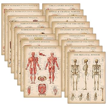 17 Pack - Vintage Anatomy Posters - Laminated - Muscular, Skeletal, Digestive, Respiratory, Circulatory, Endocrine, Lymphatic, Male & Female, Nervous, Spinal Nerves, Anatomical Charts - 18