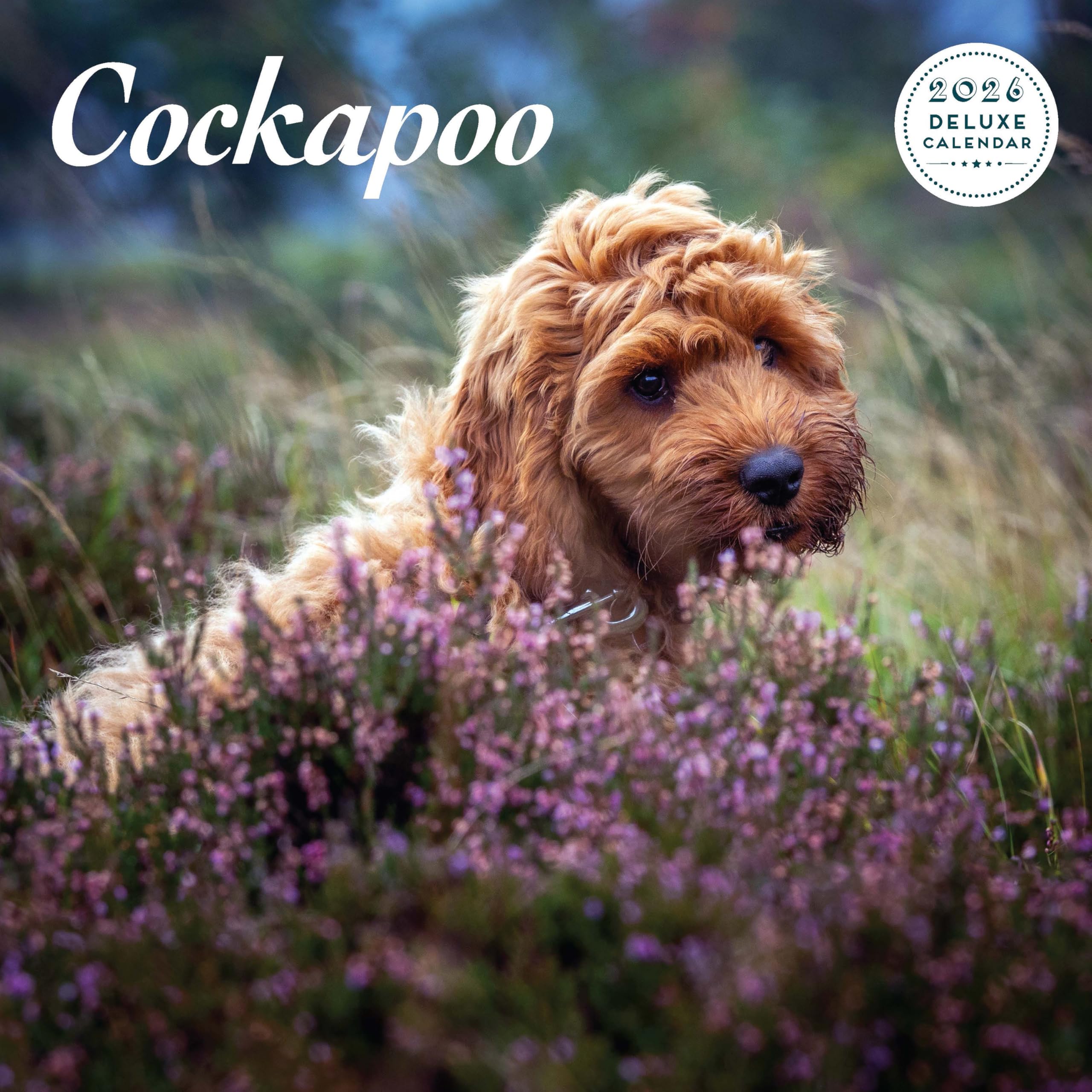 Cockapoo 2026 Deluxe Calendar