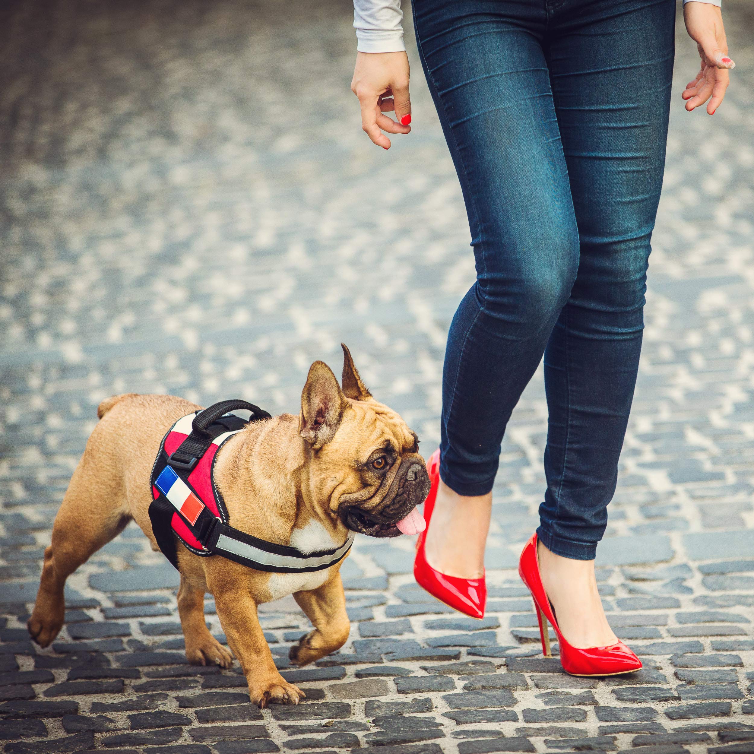 Patch Intercambiabili Julius-K9 Con Bandiera Canada - Riflettenti Per Imbracature - Foto 9