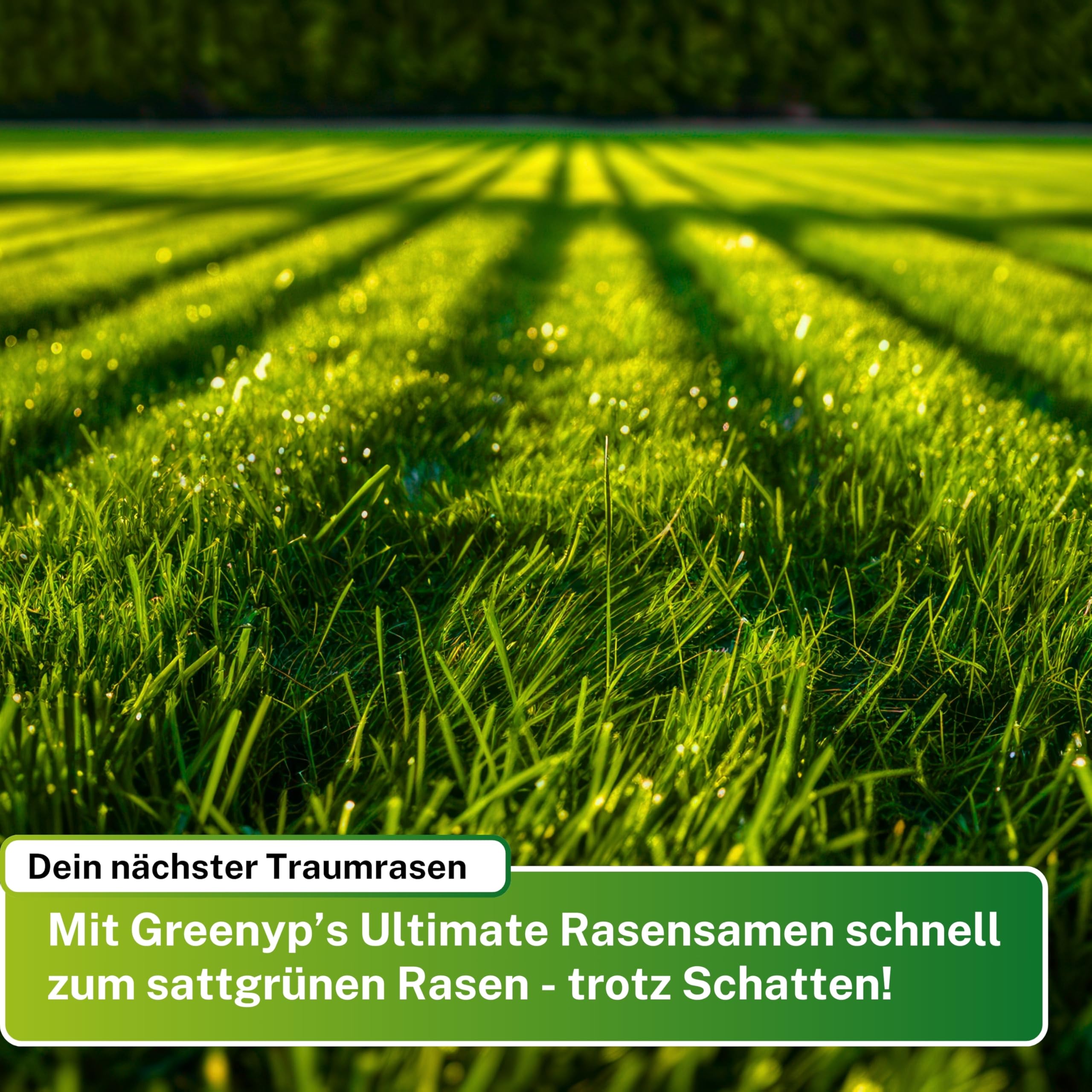 Greenyp® Ultimate I Premium RSM - Erba ombreggiata con 100% RSM, 5 kg per 200 m², seme di erba, seme di erba per luoghi ombreggiati e asciutti