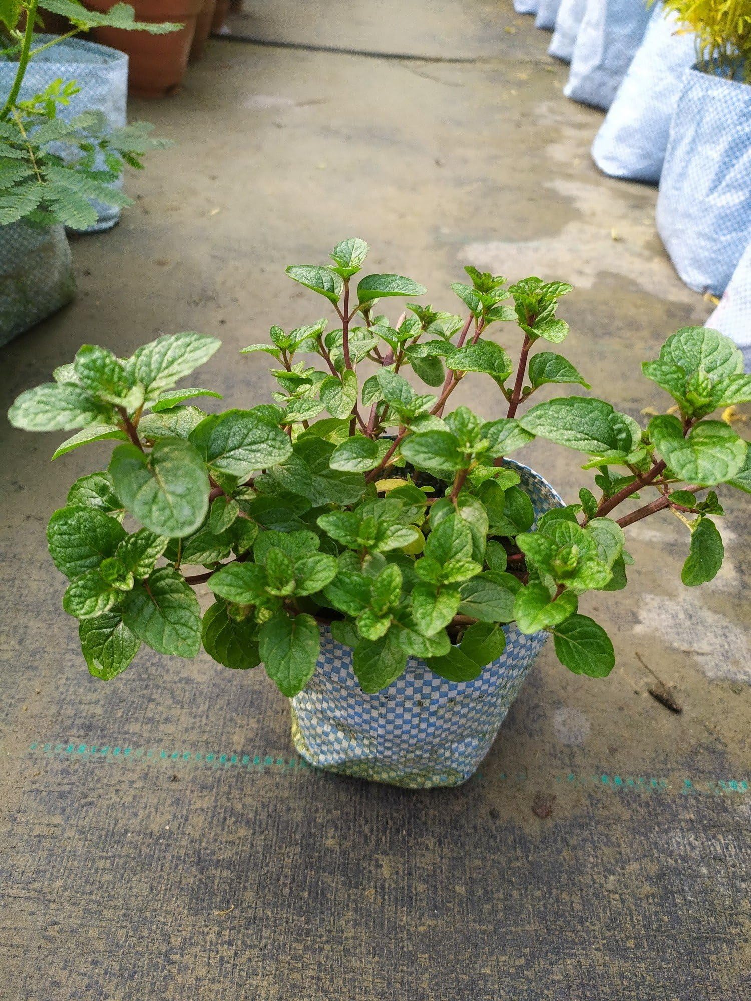 Pudina plant live, live plant for pudina (pack of 3) (B0CXYFHQWS) Amazon Price History, Amazon Price Tracker