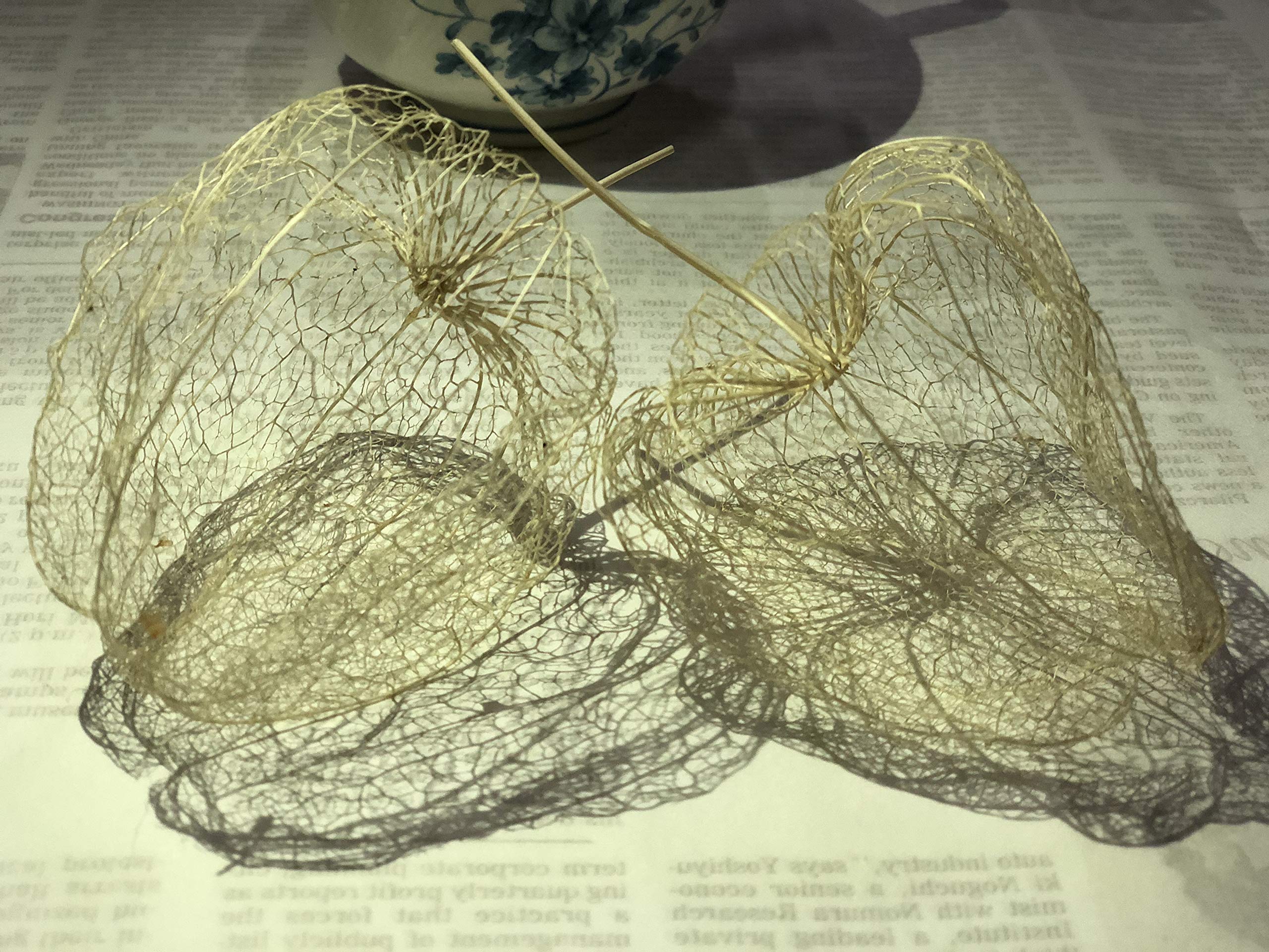 専用✨迎春2022✨正月飾り スカシホオズキ (ドライ) 0_af115be8bf9e2aeeeb78644799db