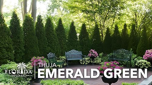 Miniatura 3 de Arborvitae verde esmeralda  Árboles vivos del tamaño de 2 galones  Thuja Occidentalis Smaragd  Plantas de seto de detección de privacidad de hoja