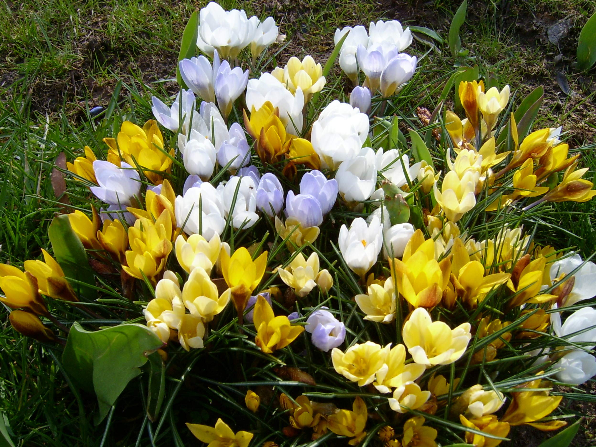Blumenzwiebeln Krokuszwiebeln Krokus Mix 1.000 Stück botanische(ideal für Bienen und Hummeln)