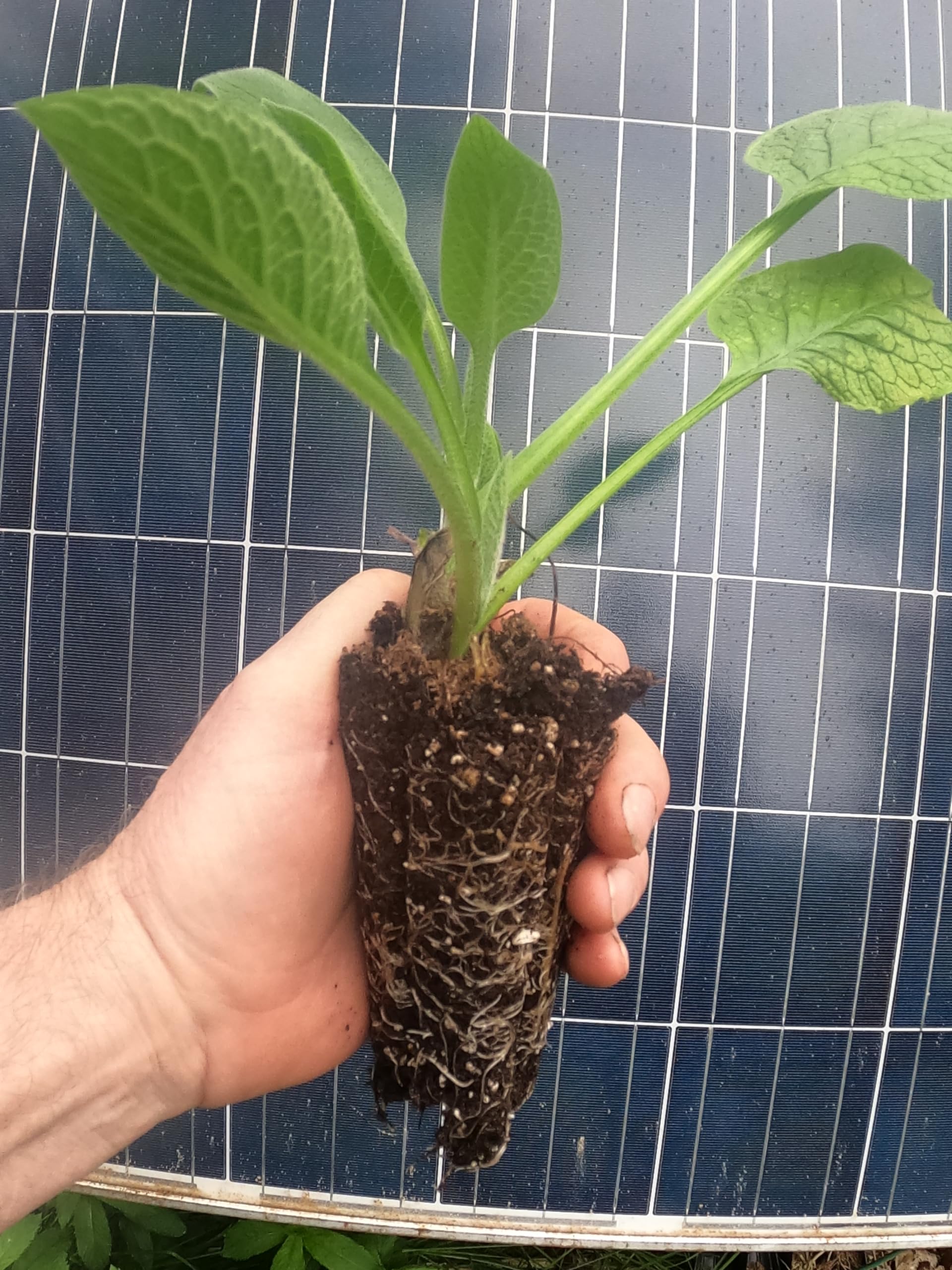 Generic Comfrey - Live Plants (Symphytum x uplandicum) - Bocking 14 - Ready to Plant, Green