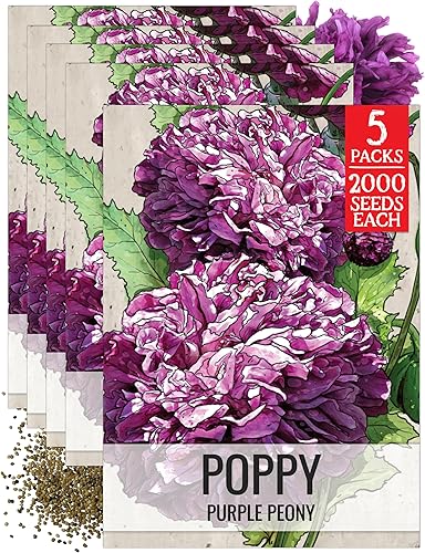 Miniatura 15 de Seed Needs Semillas mixtas de amapola de peonía para plantar, reliquia y polinizada abierta, mezcla colorida para plantar un jardín de mariposas al