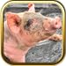 Pig Jigsaw Puzzle Games