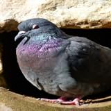 vehiculo ocasion sevilla Various difficulty level Jernom