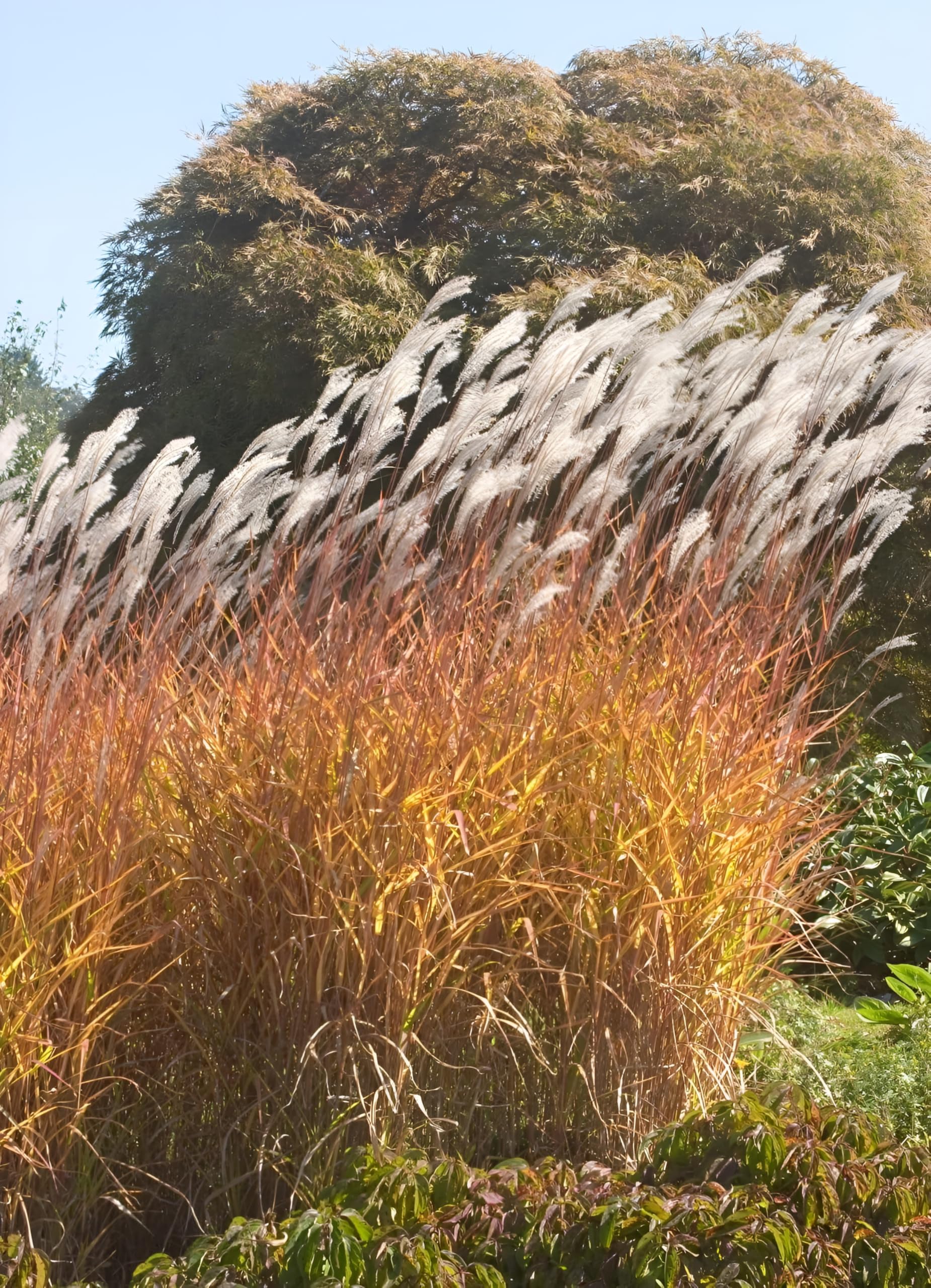 Stauden Gänge 10 x Miscanthus sinensis 'Purpurascens' Chinaschilf