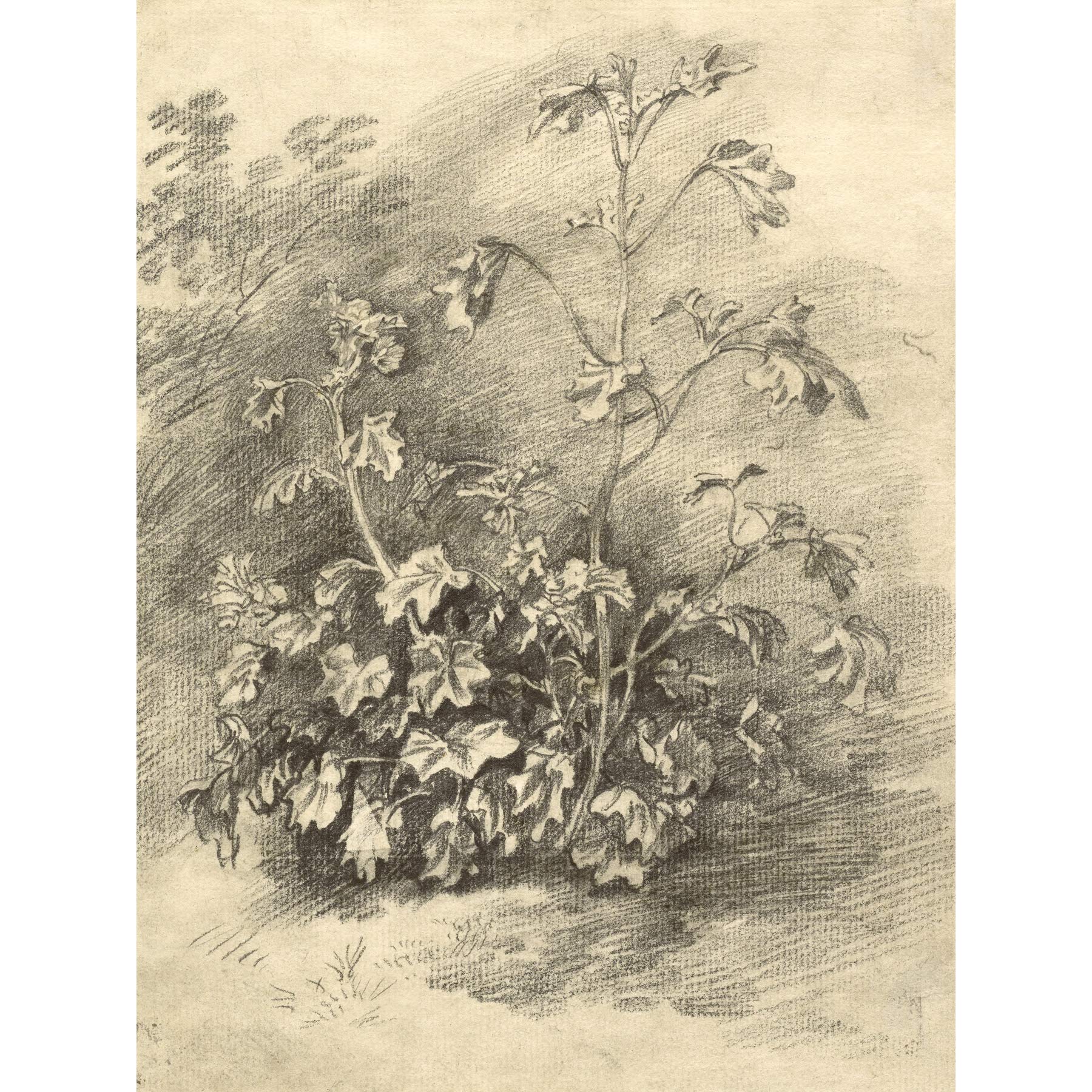 Artery8 Gainsborough Study Of Mallows 1750S Painting Premium Wall Art Canvas Print 18X24 Inch