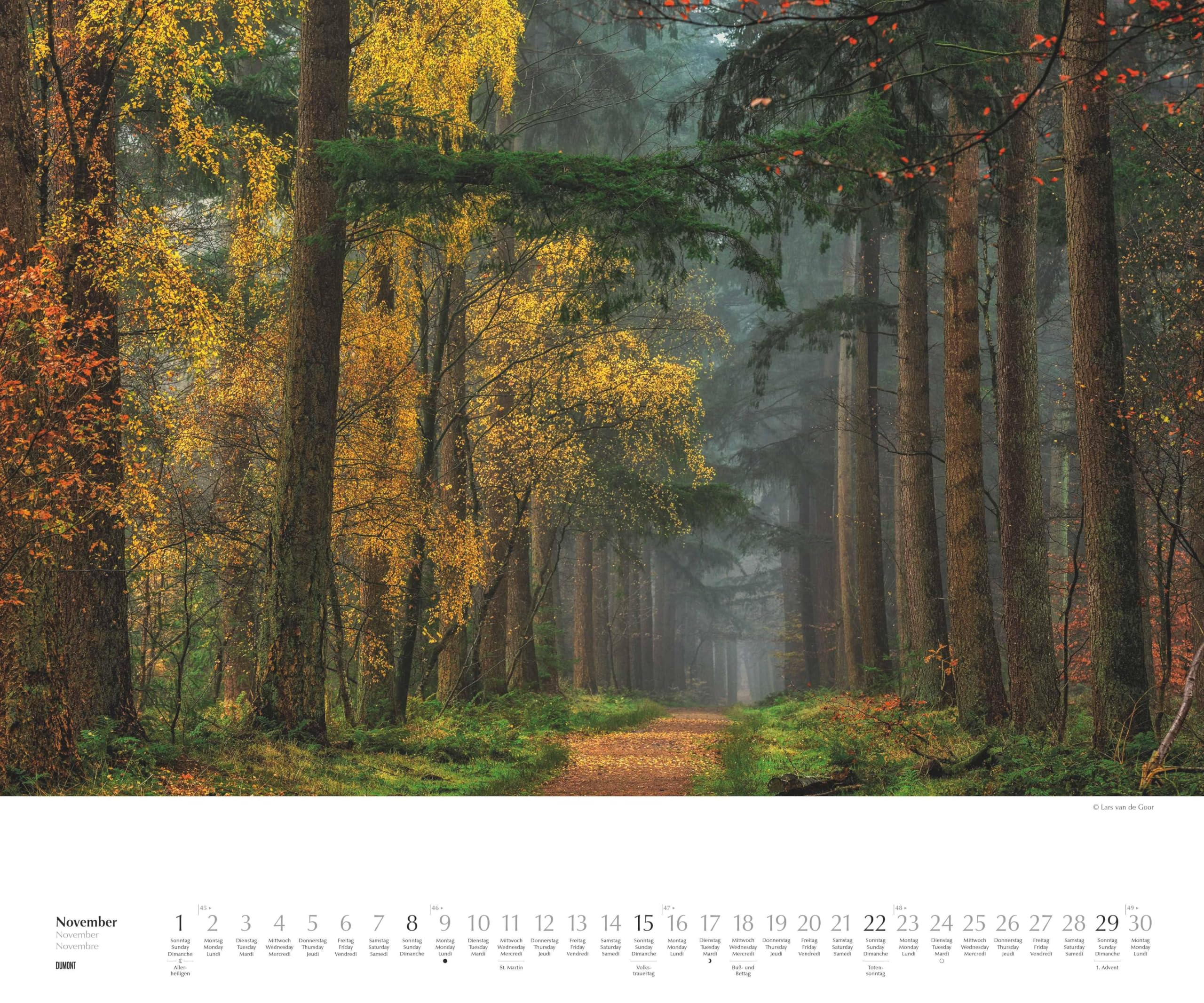 DUMONT - Waldspaziergang 2026 – Fotokunst-Kalender Querformat 60 x 50 cm – Naturfotografie von Lars van de Goor für Wald- & Naturfreunde: A walk in the Woods Promenade en foret