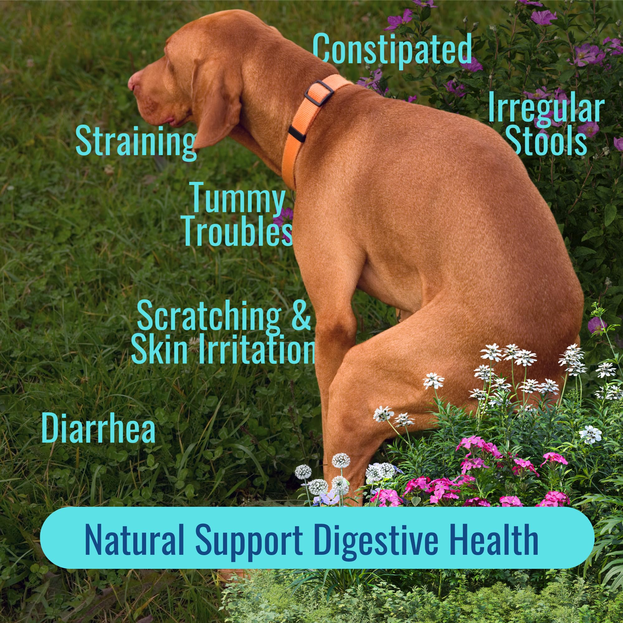 Gut Health for Dogs | 3 in 1 Prebiotic Probiotic Postbiotic | Supports Digestive Health, Anti Diarrhea | Puppy to Senior Dog | Powder 60 g