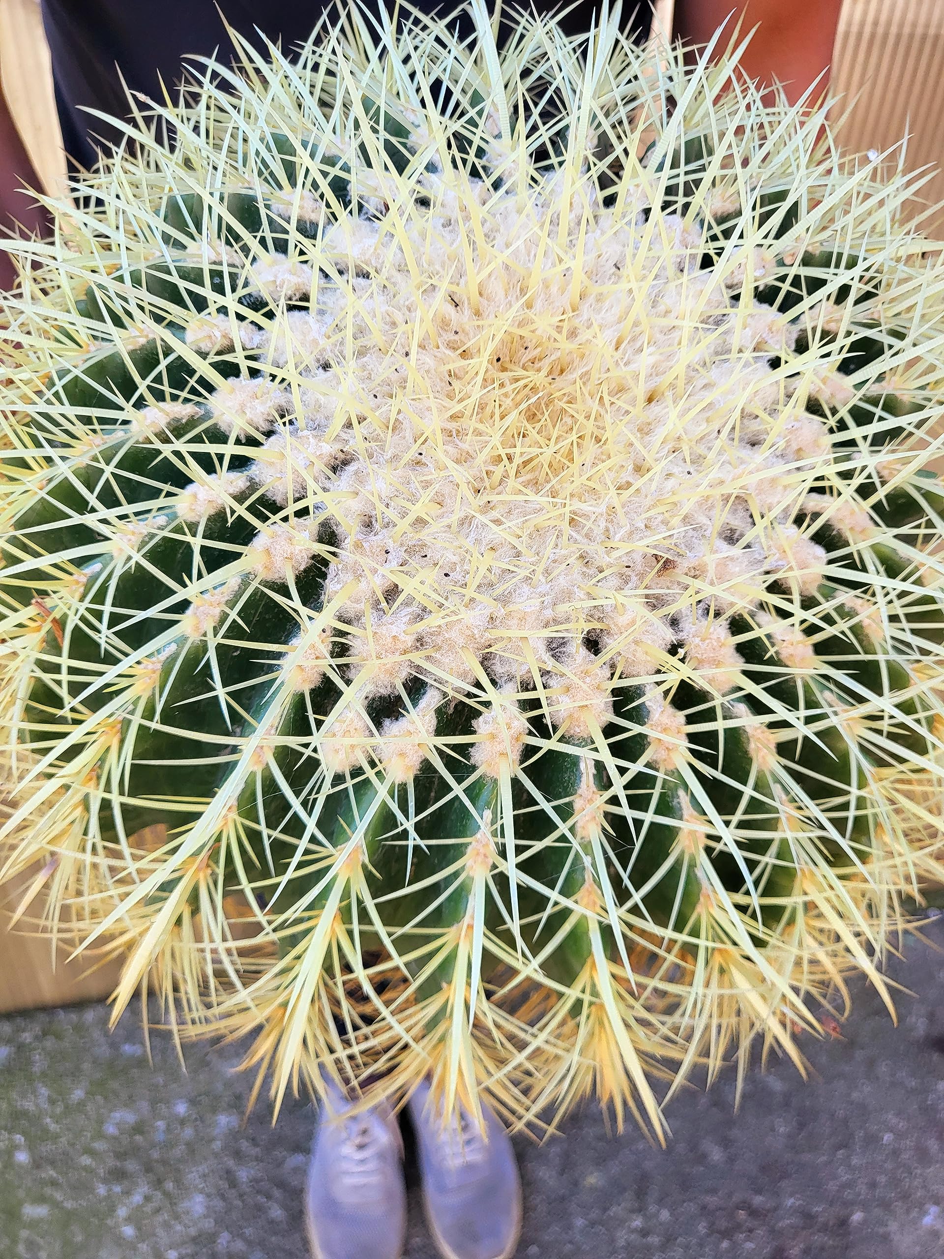 POWERS TO FLOWERS - ECHINOCACTUS GRUSONII XXL, CIOTOLA 27cm, cuscino della suocera, pianta vera
