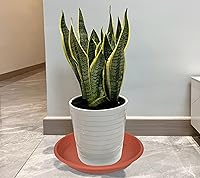 Vista 24 de 5 Packs Plant Saucer Pot Tray 6 8 10 12 14 16 19 20 Inch Plastic Flower Planter Saucers and Drip Trays for Indoors Outdoors, Heavy Durable Plant