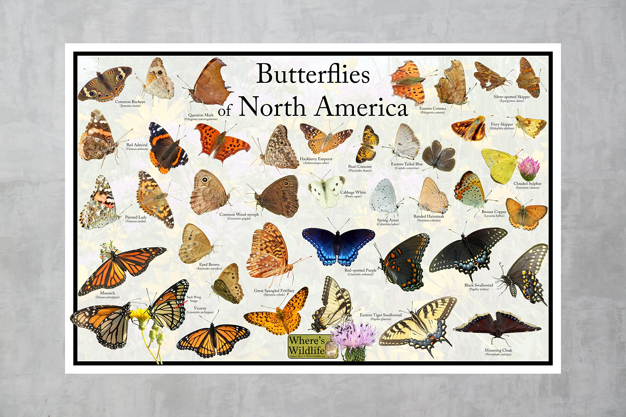 Amazon.com: Where's Wildlife Butterflies of North America