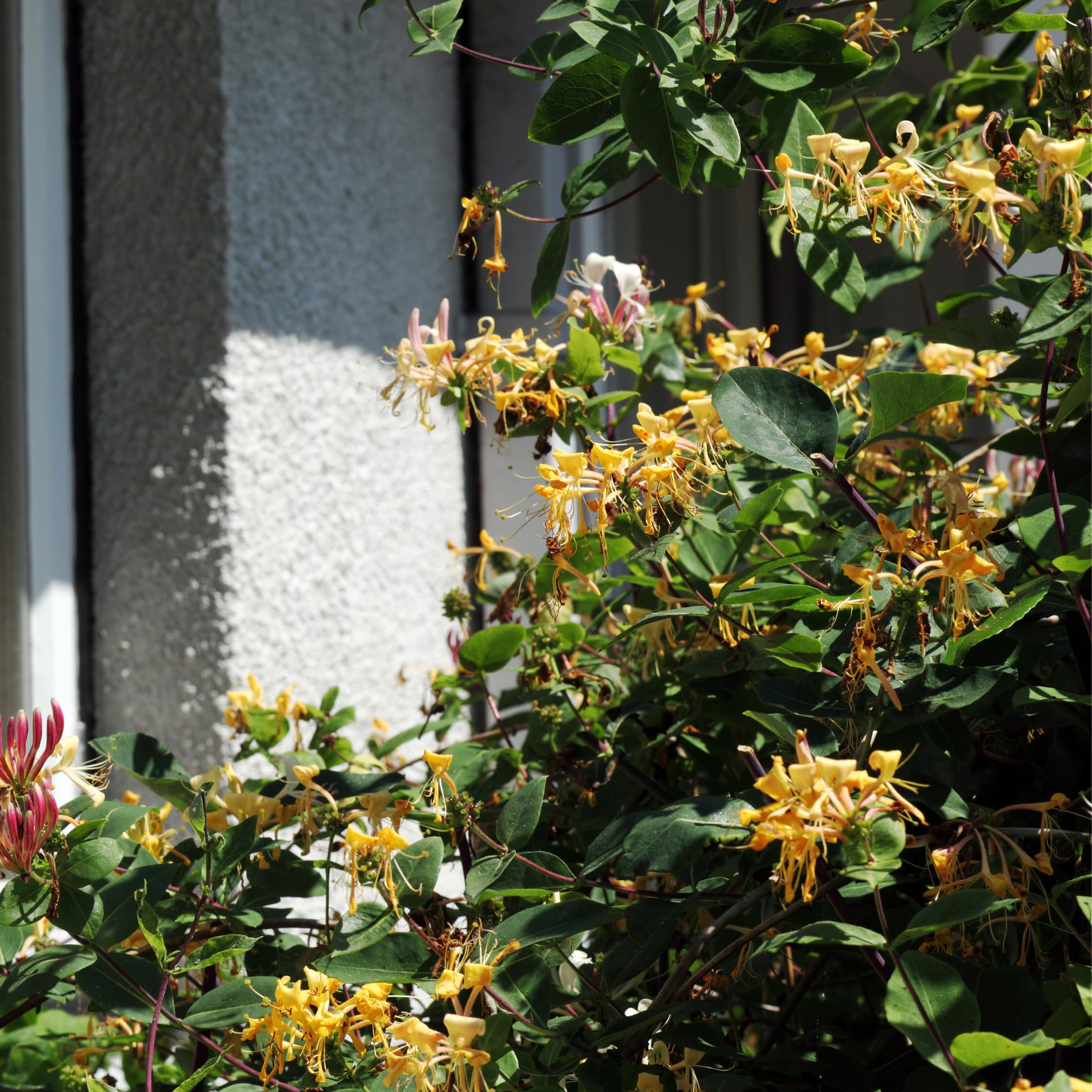 Plant in a Box - Lonicera henryi 'Beauty of copper' - Set of 2 - Henry's  honeysuckle - Garden plant - Climbing plant - Yellow - 17cm - Height  110-120cm : Amazon.com.be: Garden