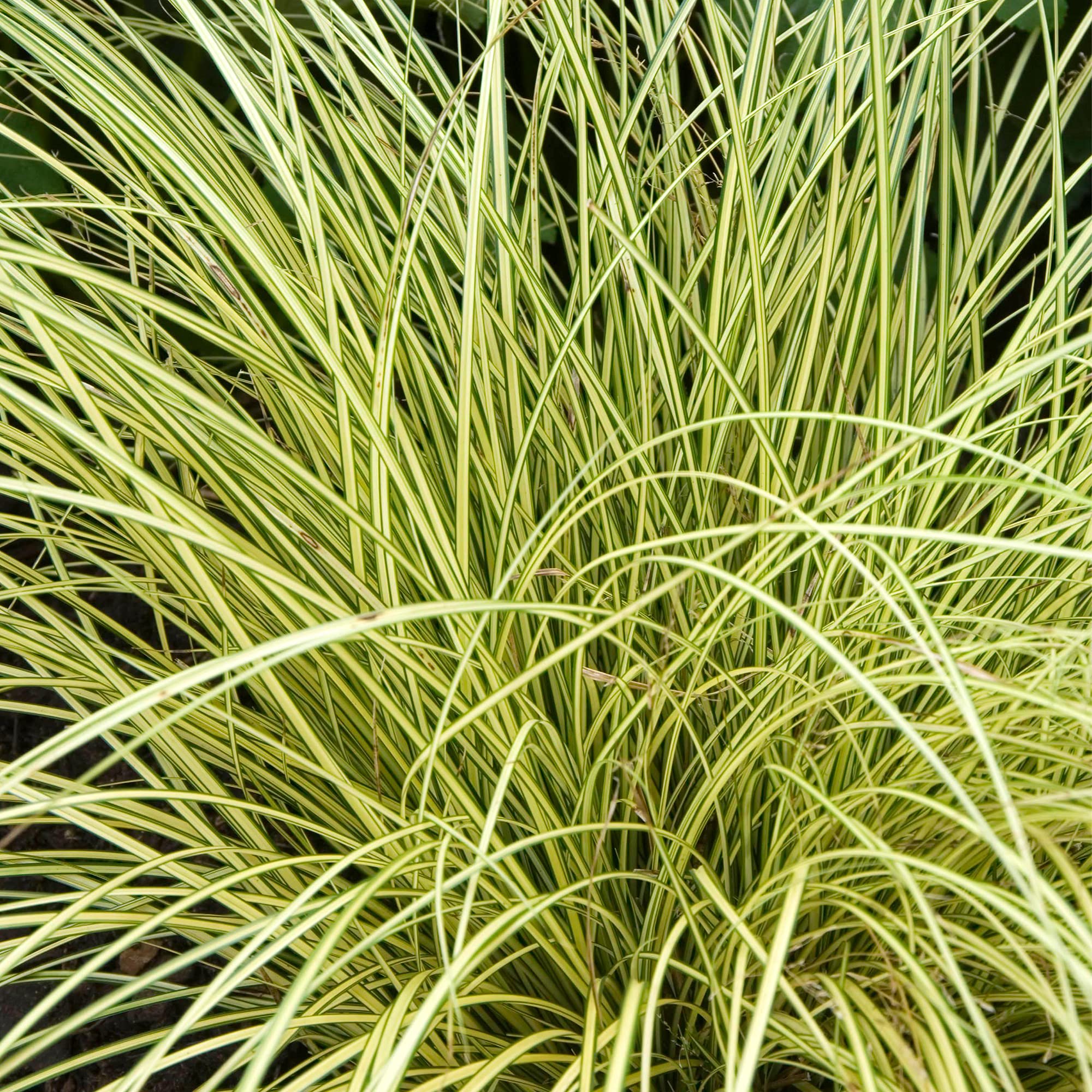 Carex Brunnea 'Jenneke' Evergreen Ornamental Sedge Shrub | 15-30cm (incl. Pot)