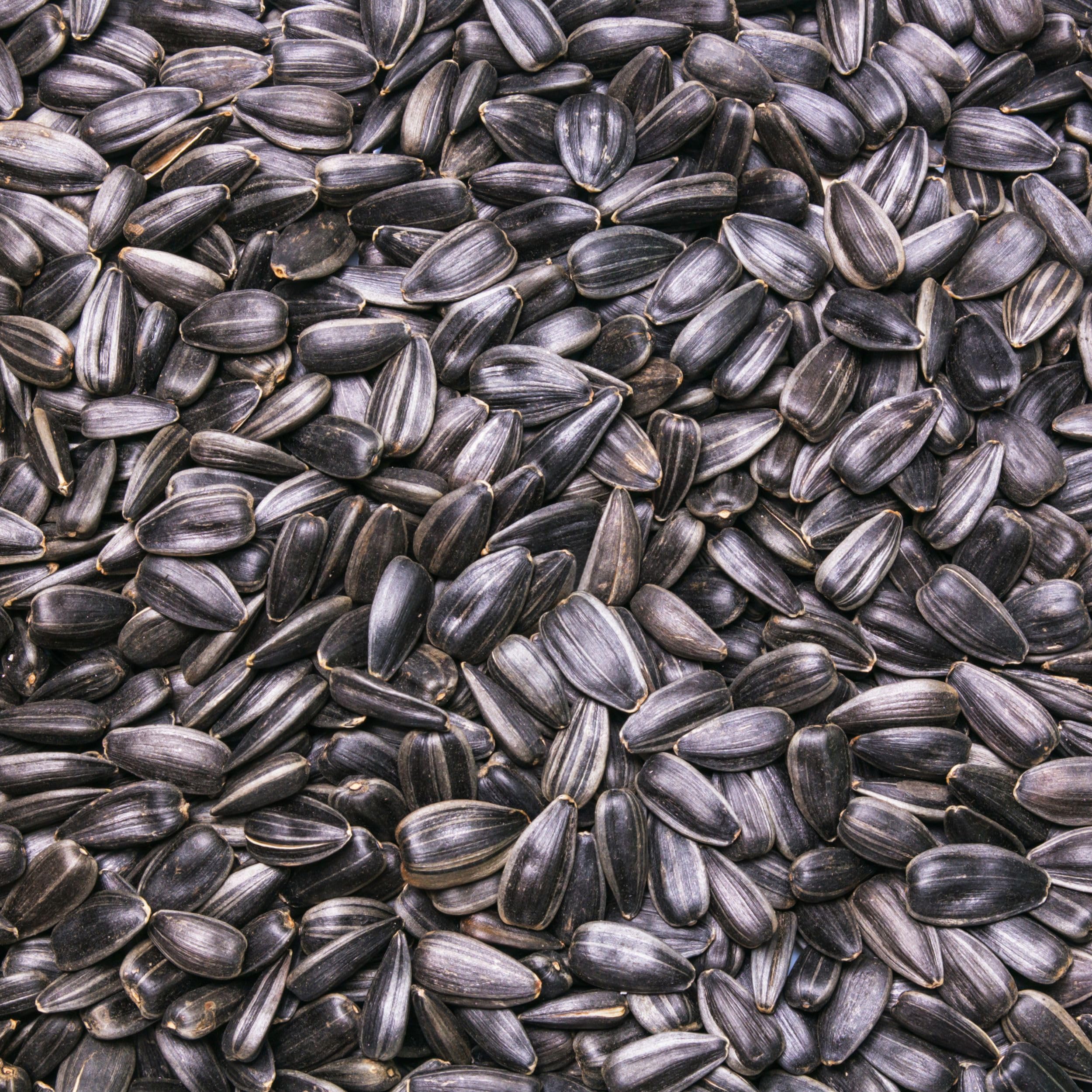 Schwarze Sonnenblumenkerne 75 kg Wildvogelfutter ganzjähriges Futter Vogelfutter Jungtiere geeignet Winterfutter 75kg Ernte 2024 3X 25kg