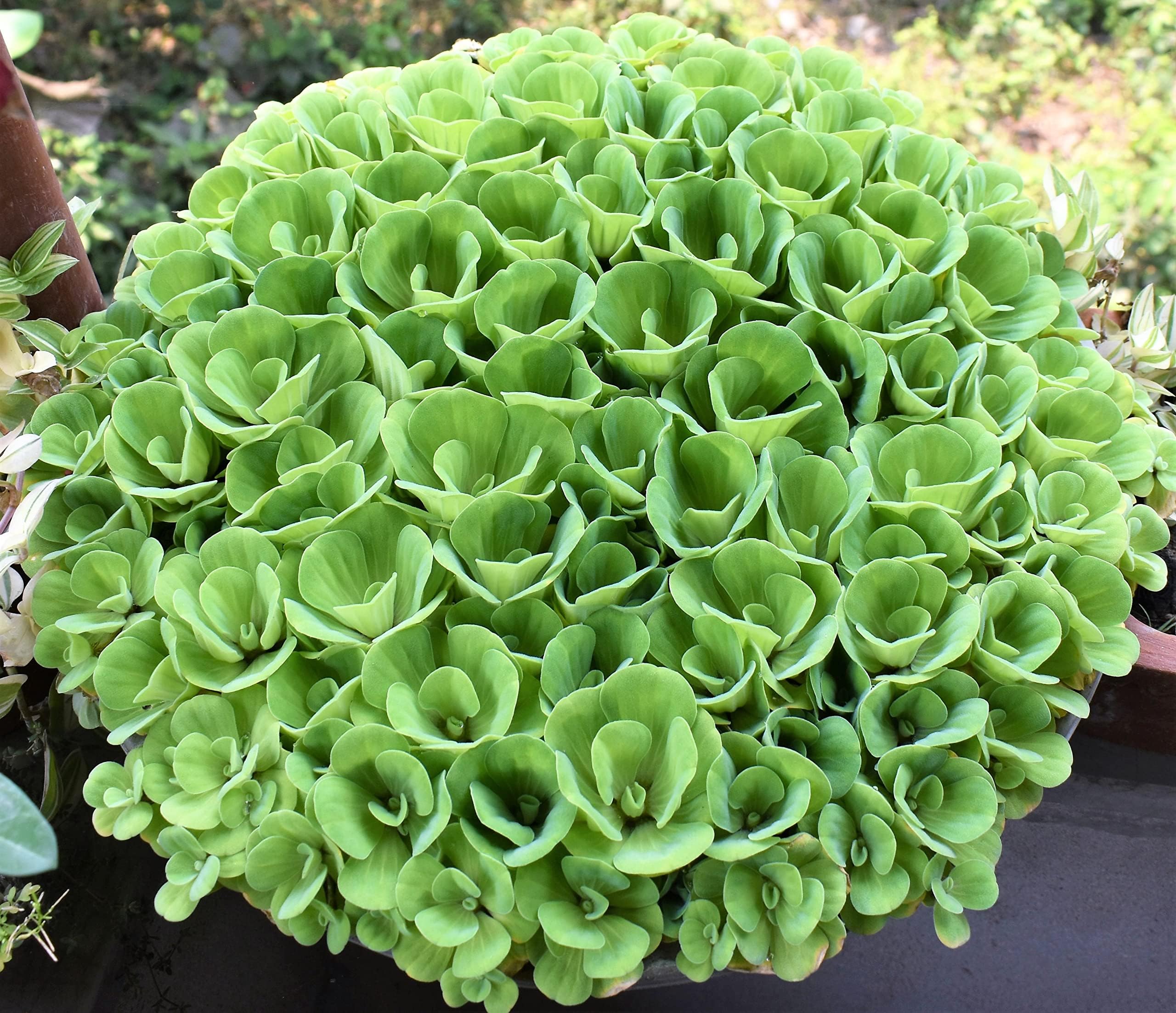 Large Water Cabbage Live Plants (Pistia stratiotes) - Water Lettuce/Nile Cabbage/Water Rose/Aquatic Floating Subtropical Freshwater Plant for Pond, Fish Tank, Aquarium - 5+ Count