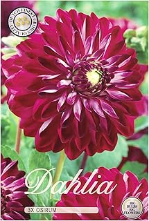 Interflowers Dahlia Lot de 3 bulbes de fleurs Dahlia multicolores au choix pour l'été, fleurs et oignons de fleurs dans un emballage cadeau bio Fleurs multicolores pluriannuelles (3 x Dahlie Osirum)