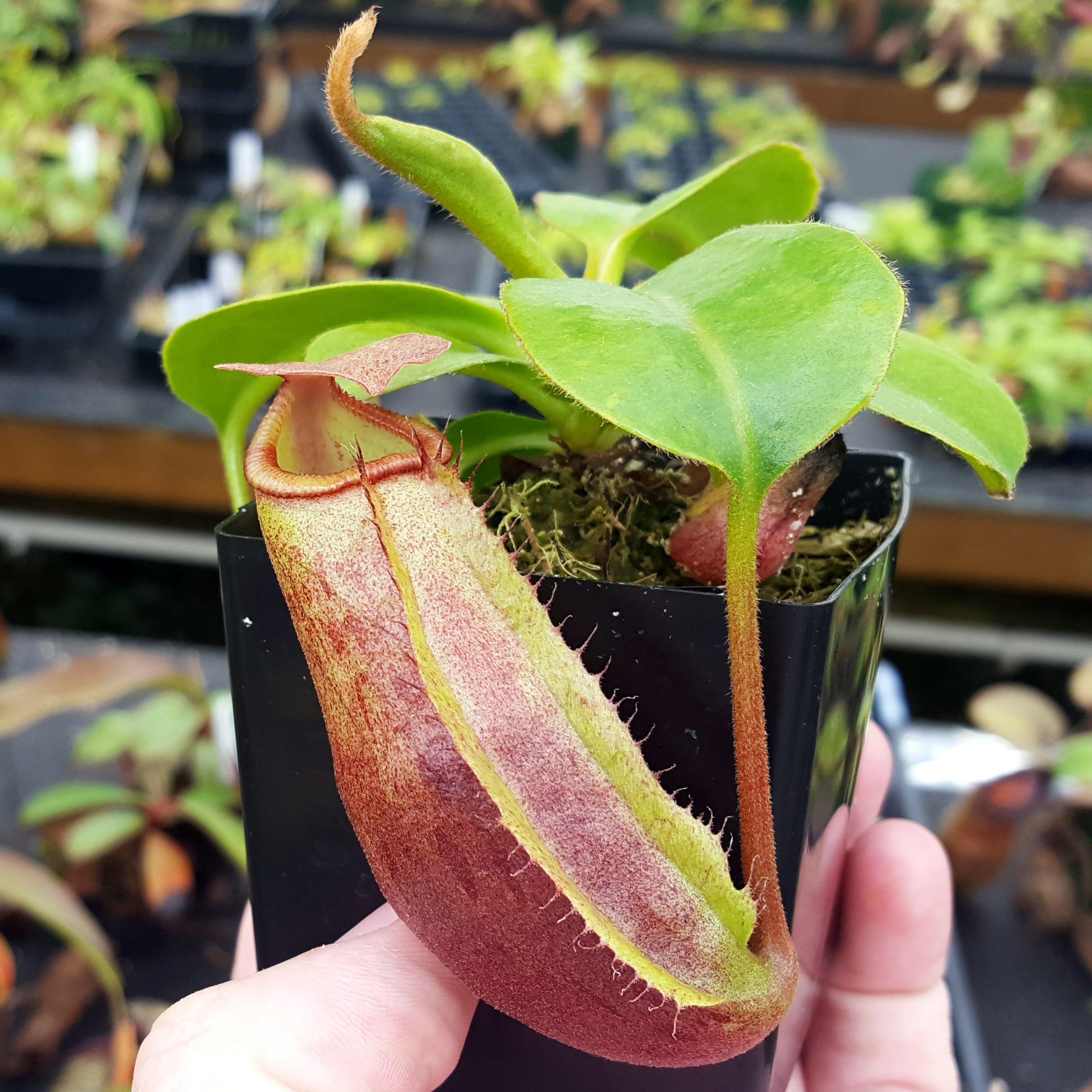 Nepenthes Titan's Mirror - exclusive carnivorous pitcher plant hybrid - large colorful pitchers