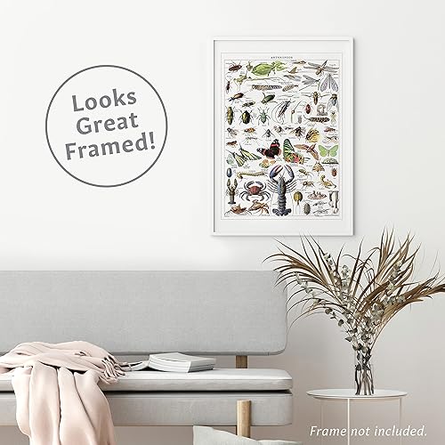 Miniatura 7 de Paquete de 4 pósteres vintage de insectos, gráficos de referencia de identificación de entomología, volúmenes 1, 2 y 3 y artrópodos (laminado, 18 x