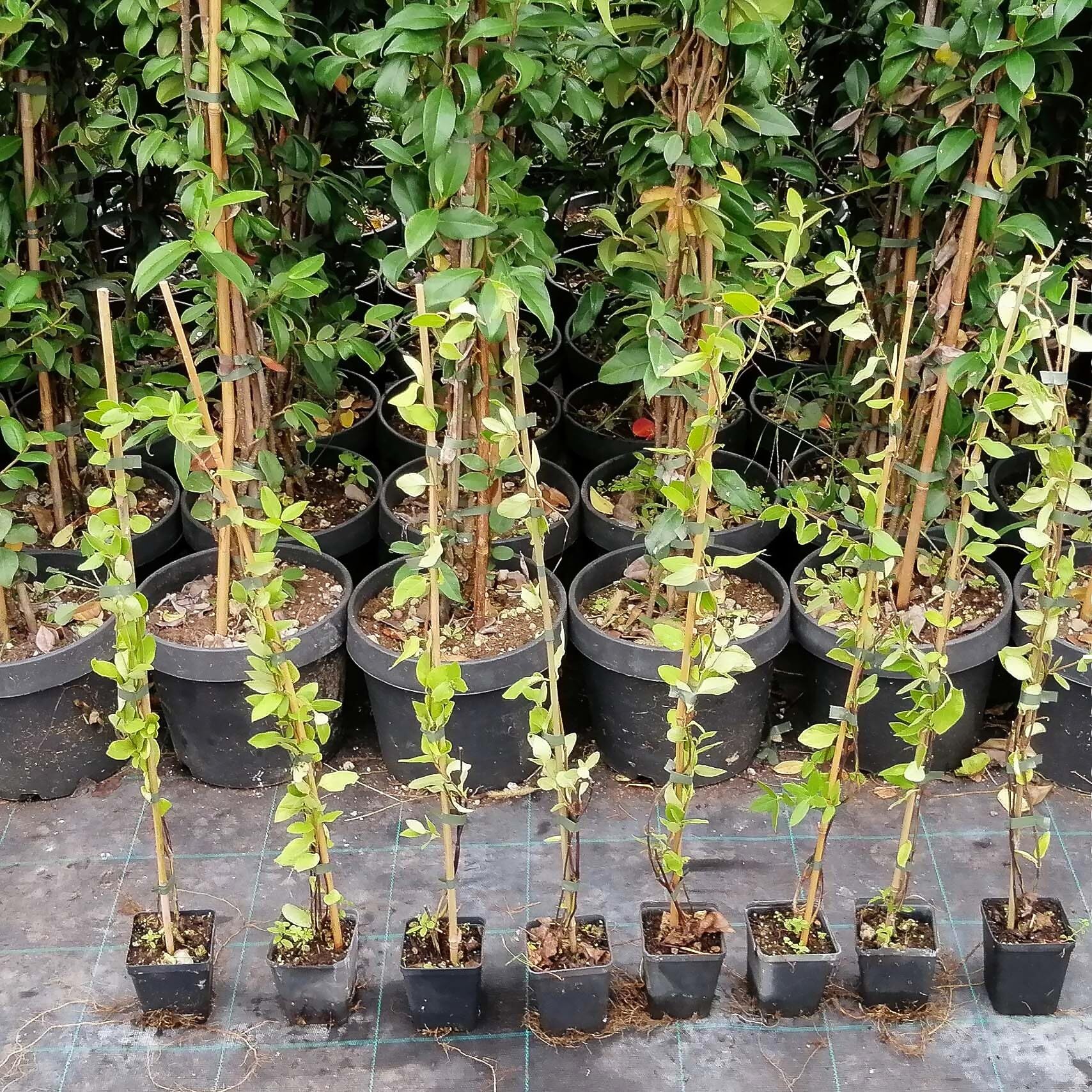 Lonicera Japonica Halliana, Caprifoglio, confezione da 2 piante, altezza 40/60 cm, vaso Ø8