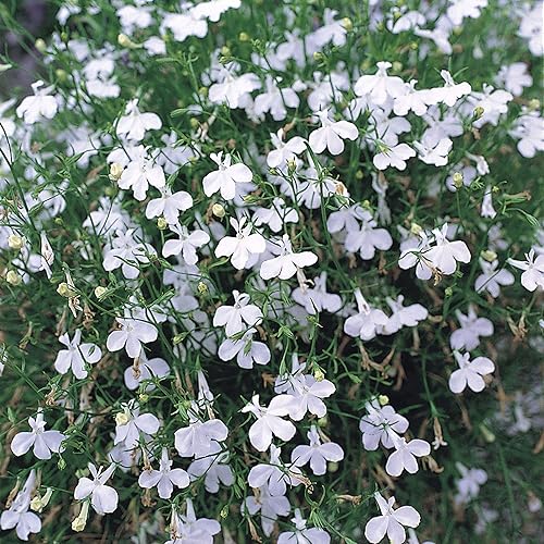 Miniatura 9 de Outsidepride Lobelia Rosamond para bordes de bordes, jardines de rocas, cestas colgantes, cajas de ventana y cubierta del suelo, 10000 semillas