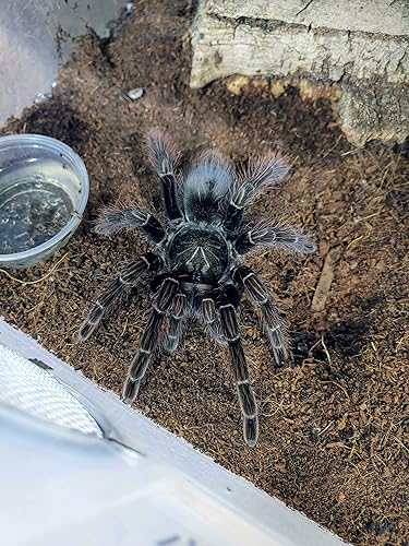 Miniatura 7 de Josh's Frogs Cuna de coco (25 litros)