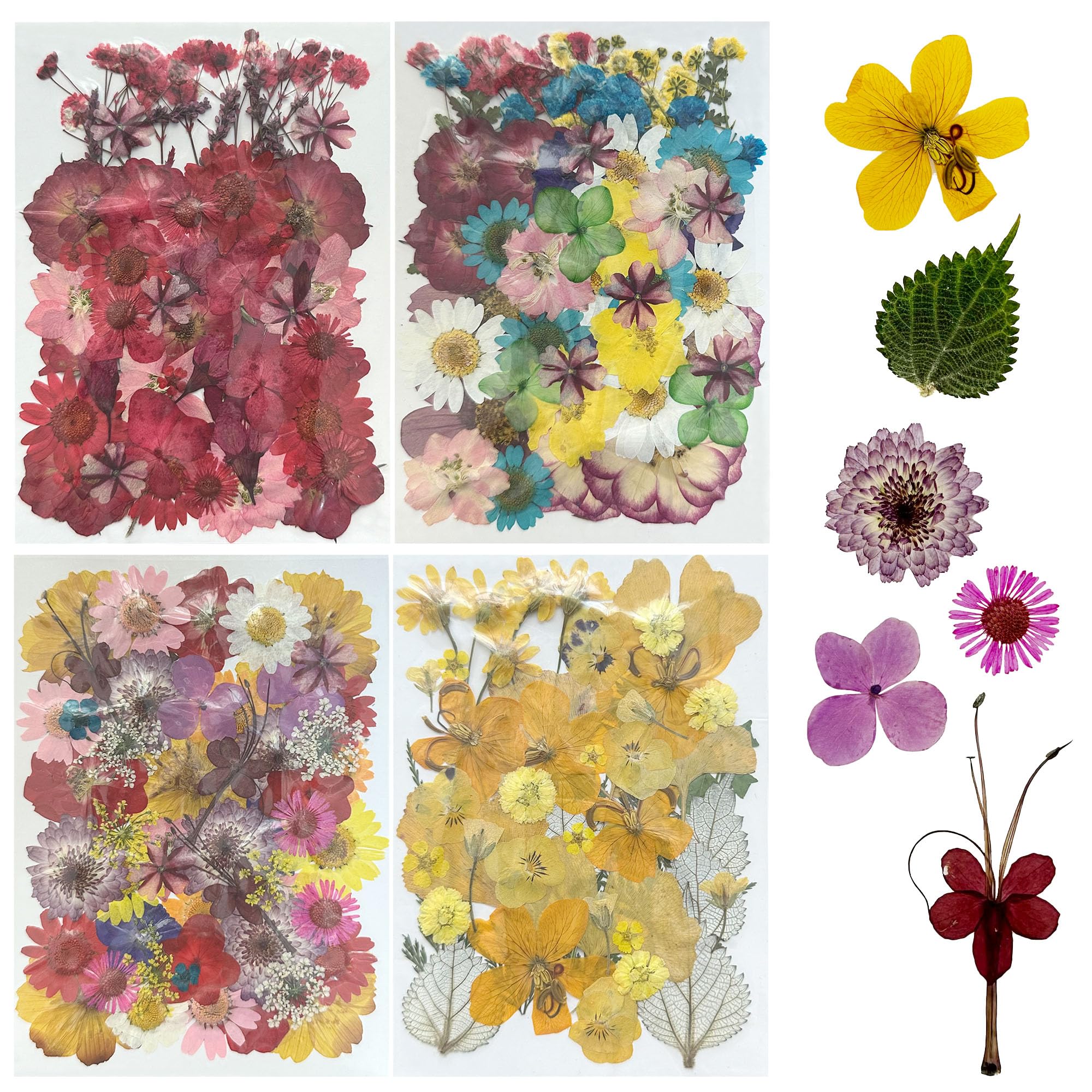 Woohome 200 Pz Naturales Flores Prensadas Secas, Hojas Prensadas Secas Naturales, Flores Secas Reales para Resina para Resina Scrapbooking, Joyería de Resina Epoxi