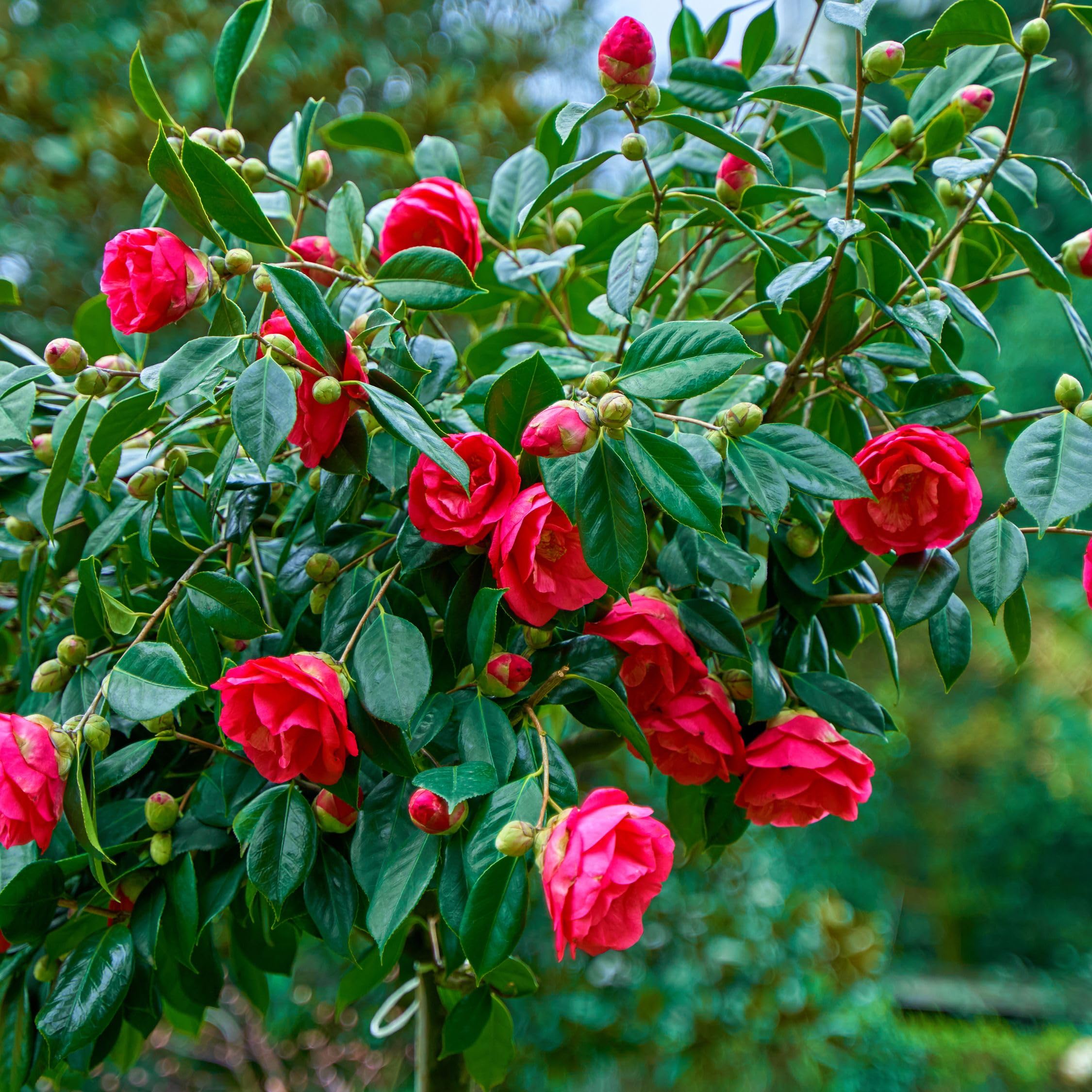 Plant in a Box - Camellia japonica 'Dr. King' - Set of 2 - Japanese Rose -  Camellia Plant Hardy - Pot 15 cm - Height 50-60 cm : Amazon.de: Garden