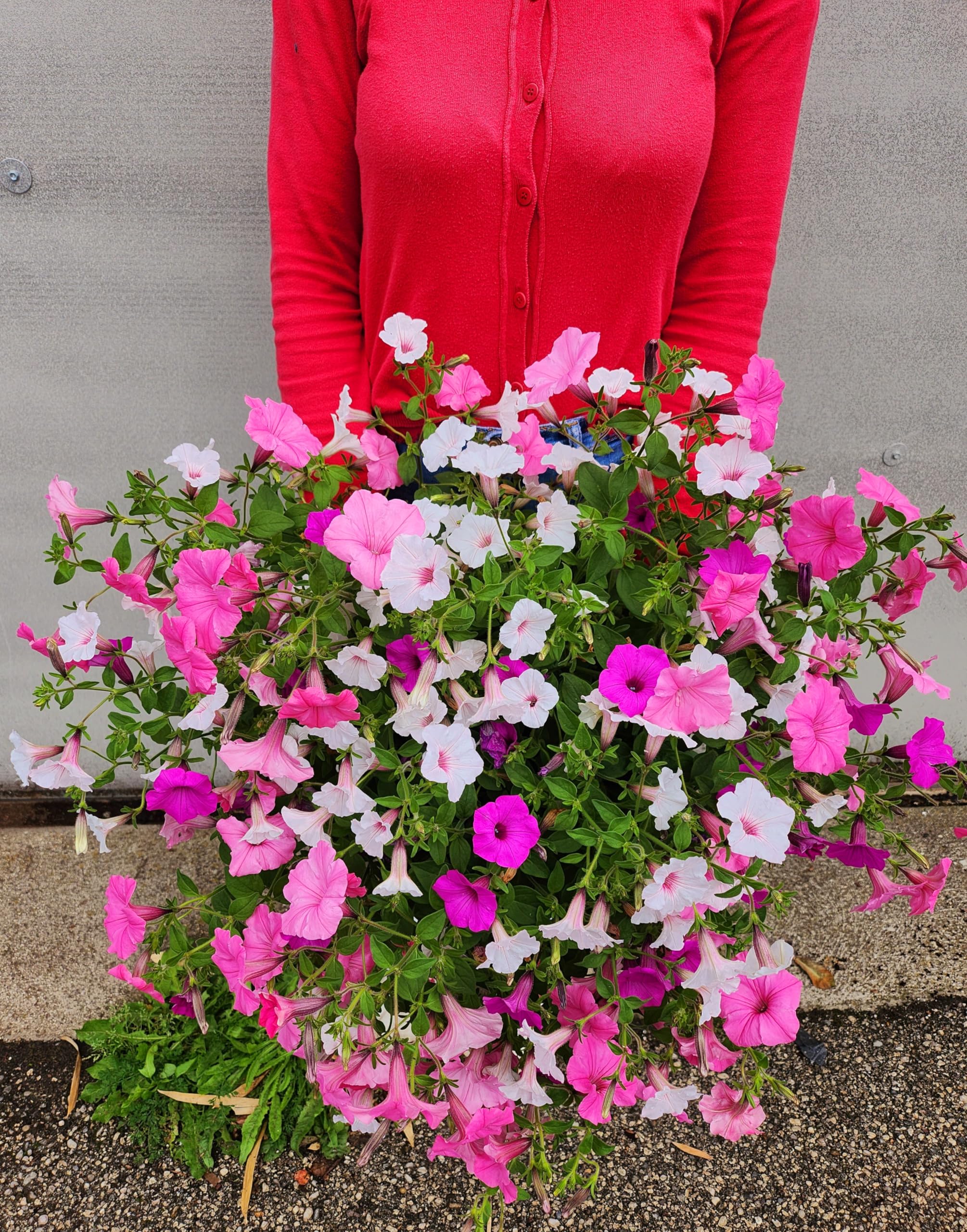 POWERS TO FLOWERS - POTUNIA PETUNIA VISTA BUBBLEGUM TRICOLOR XXL, ESEMPLARI VASO 22CM DIAMETRO, piante vere