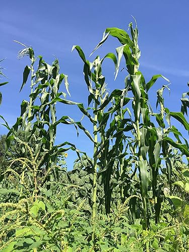 Miniatura 3 de Robsrareandgiantseeds UPC0764425787525 - Semillas de maíz amarillo peruano gigante, orgánicas, históricas, de los Estados Unidos, 1136-B, paquete de