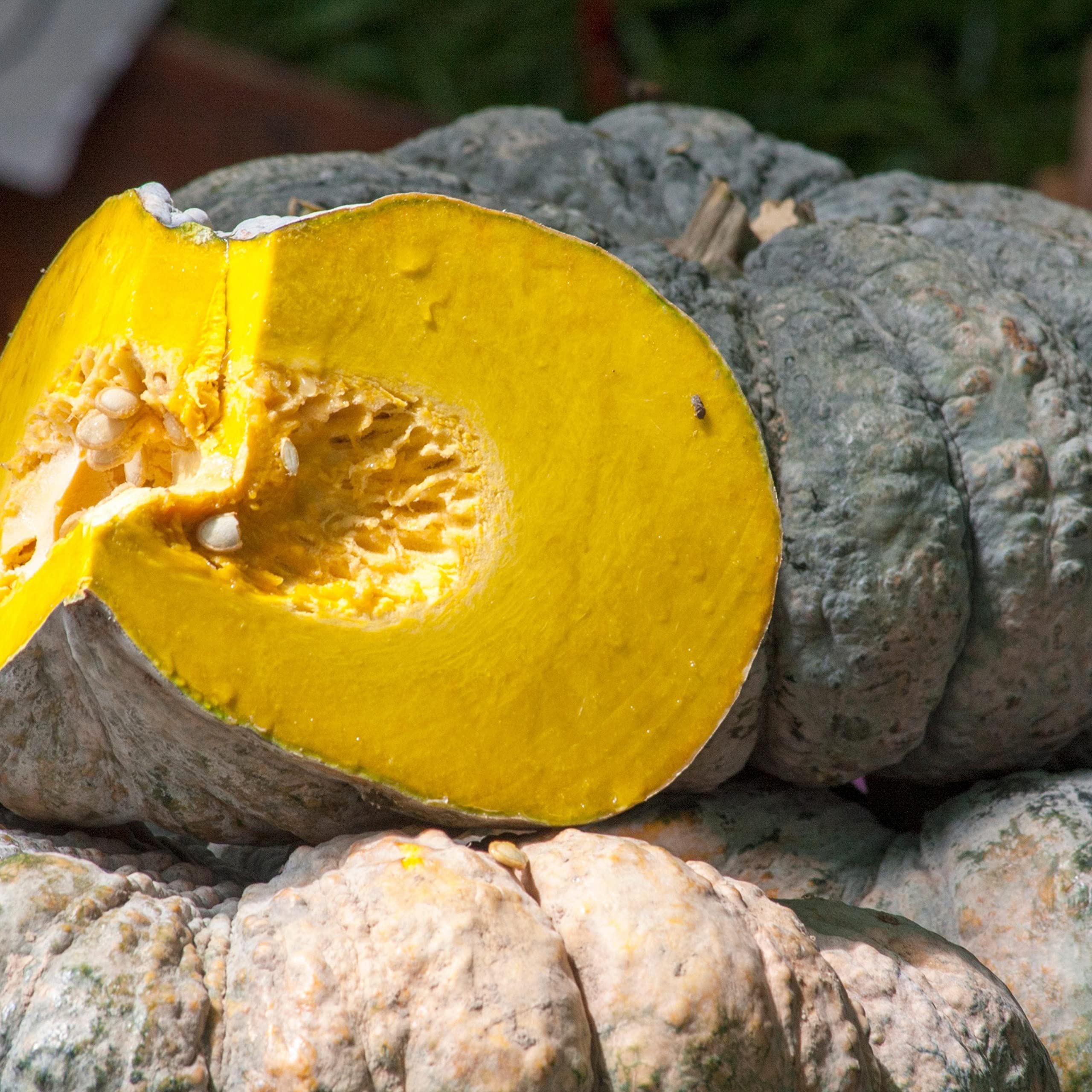 3pumpkin’Zu様　ご確認用 20 Japanese Green Pumpkin Seeds - Kabocha - Open pollinated
