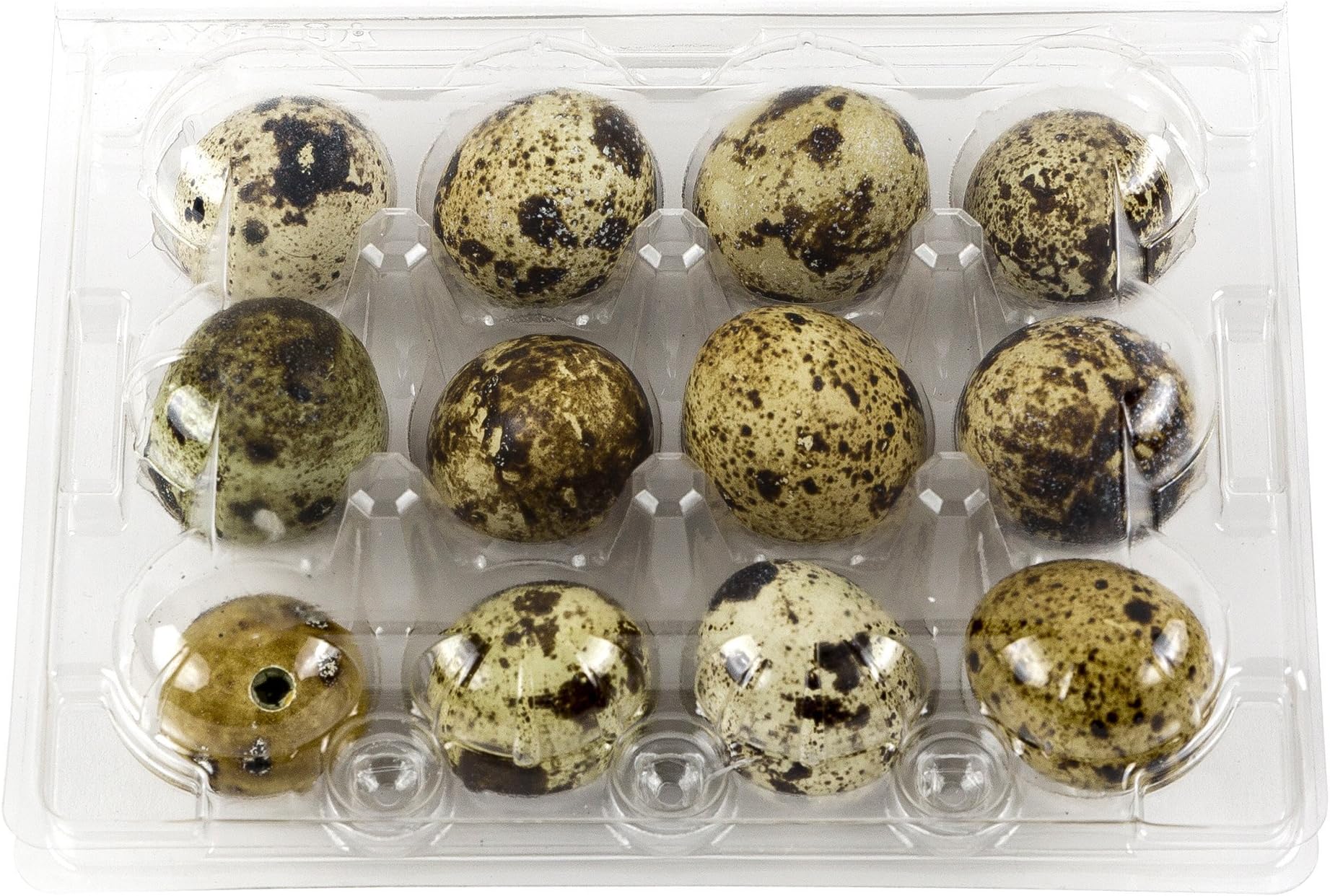 Quail Egg Cartons 12 Count Holder, Made of Clear Plastic (50 Pack)