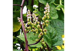 Outsidepride Malabar Spinach Seeds: Your Secret to Year-Round Verdure