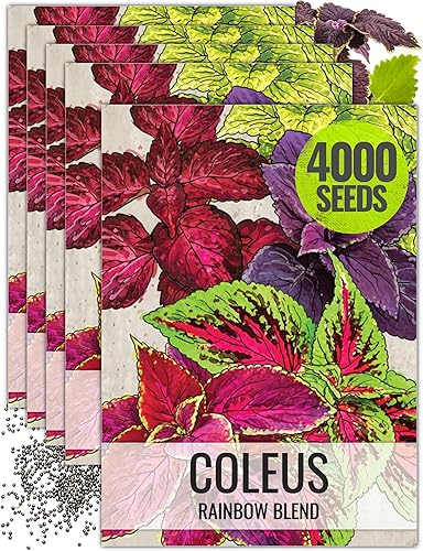 Seed Needs Coleus Seeds - Semillas para plantar ortiga pintada de arco iris, semillas de flores mixtas de polinización abierta para cultivar un
