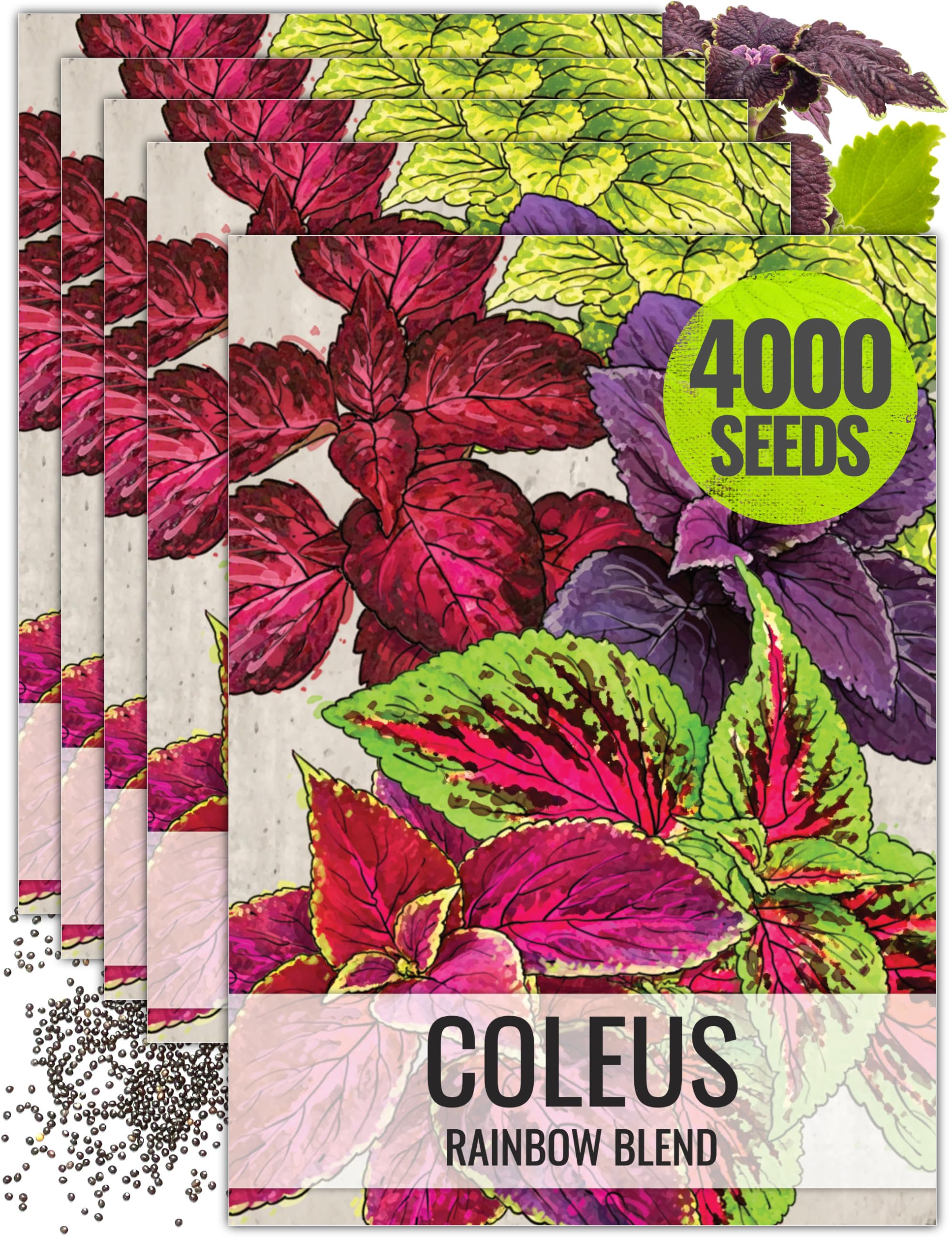 Seed Needs Rainbow Painted Nettle