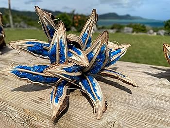 Amazon｜BLUE PEARL タビビトノキ 旅人の木 レア植物 Medium