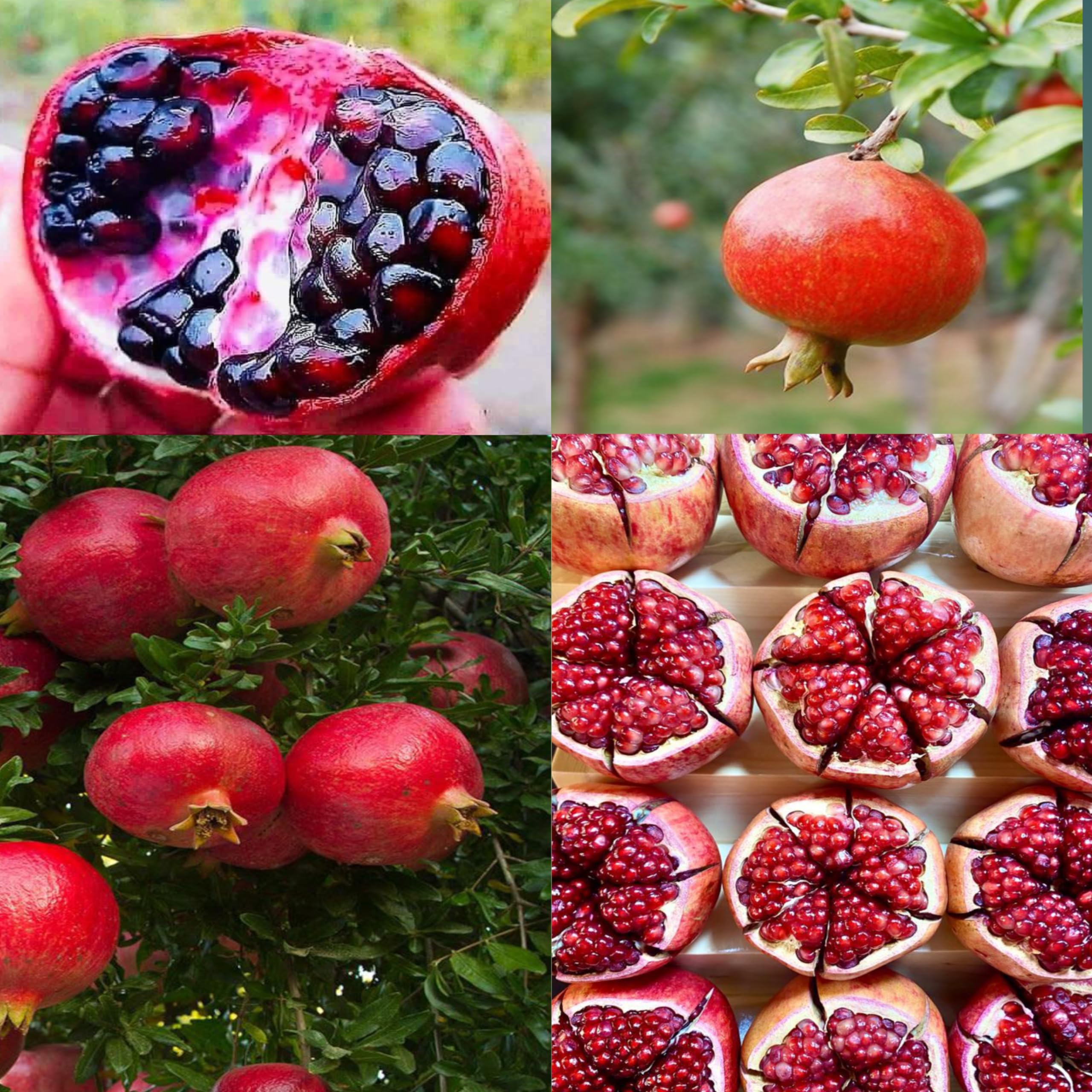 See full amazon price history chart for Eroanvia Combo 2" Sala Vatski Pomegranate Anar Fruit Plant "Grafted Tree Hybrid Fruit Plant 2-3 Feet Height Live Plant For Home Garden Eroanvia Combo 2" Sala Vatski Pomegranate Anar Fruit Plant "Grafted Tree Hybrid Fruit Plant 2-3 Feet Height Live Plant For Home Garden (B0CH8MQ7RL) Amazon Price History, Amazon Price Tracker