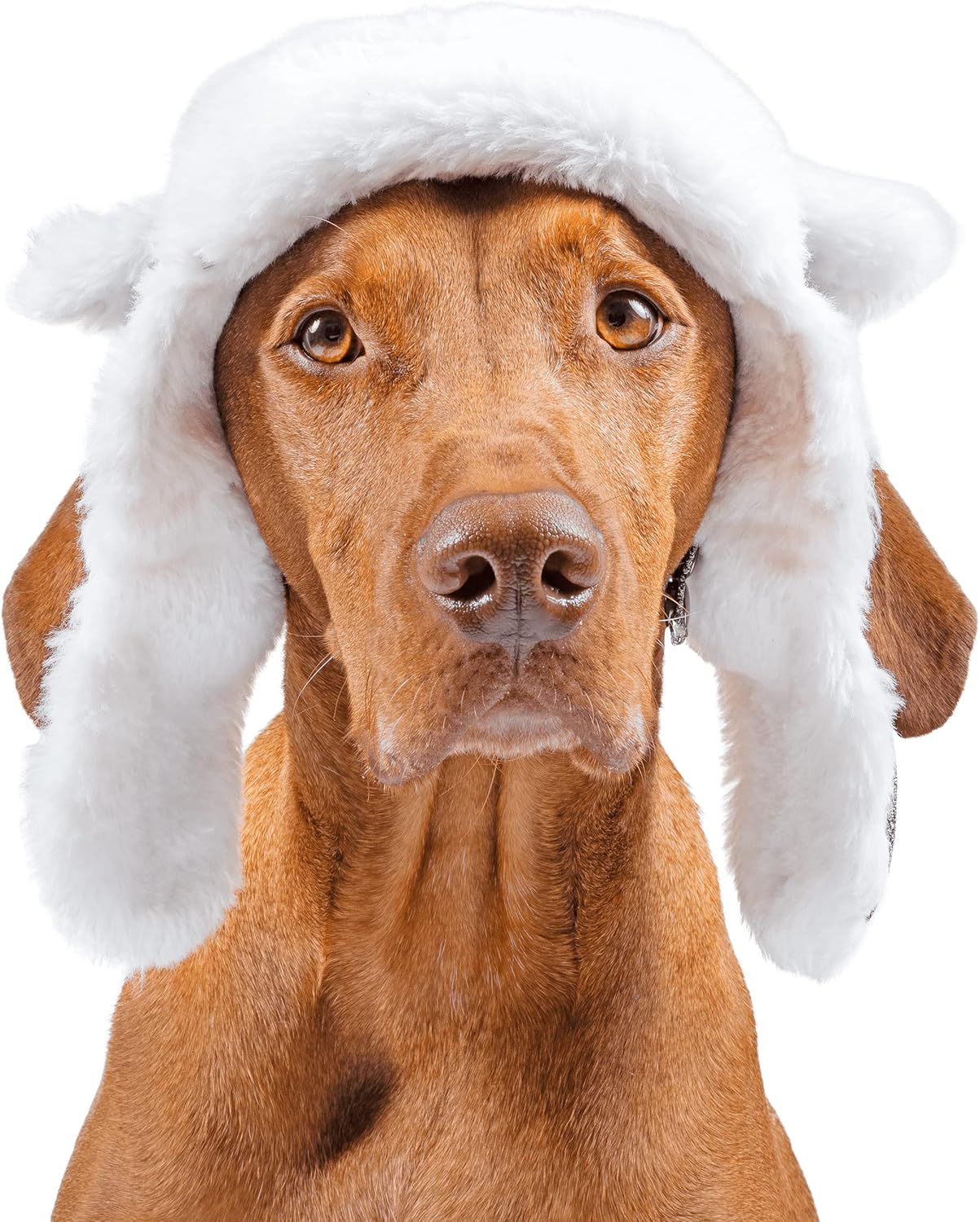 Canada Pooch Dog Winter Hat Adjustable Pet Beanie Zambia Ubuy